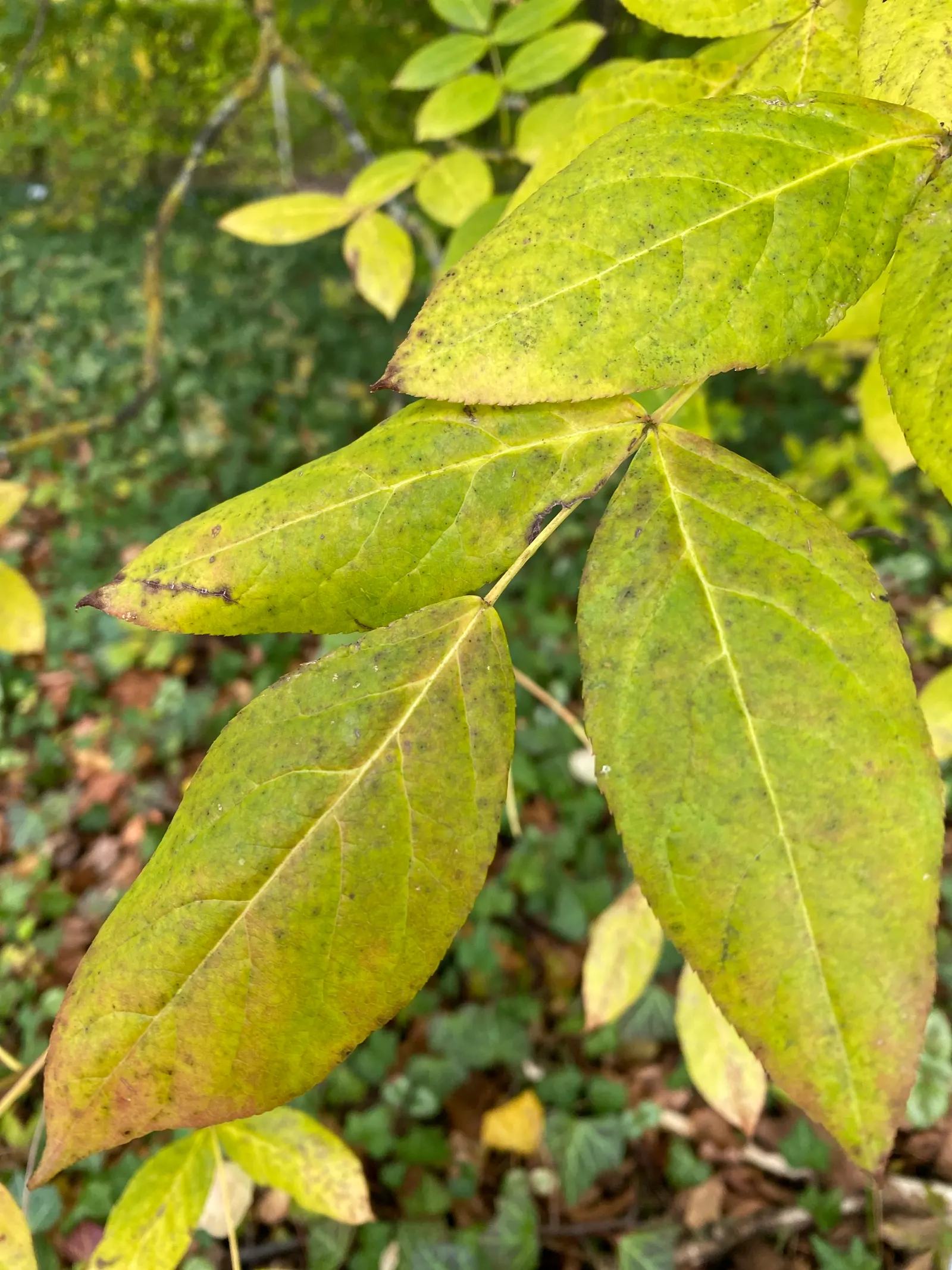 Bladdernut (Staphylea Trifolia) — Its namesake bladder-like fruits add autumn interest; when mature, it provides habitat and food for native fauna, image 75