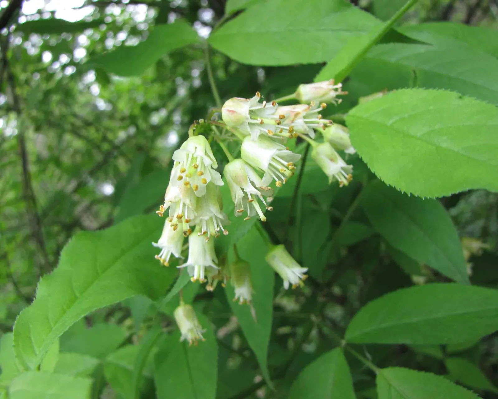 Bladdernut (Staphylea Trifolia) — making it an excellent choice for filling in mid-level layers in a landscape design; each leaflet is ovate to, image 105