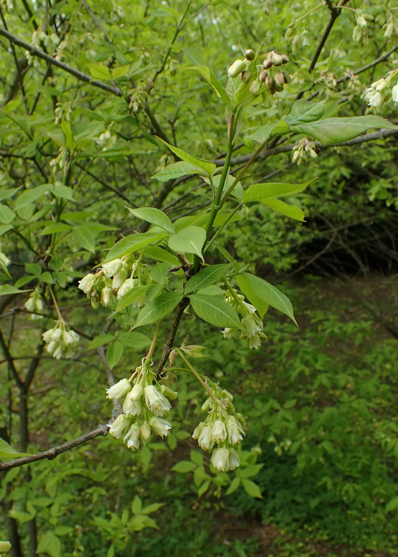 Bladdernut (Staphylea Trifolia) — drooping clusters of fragrant; bladder-like seed pods form, image 109
