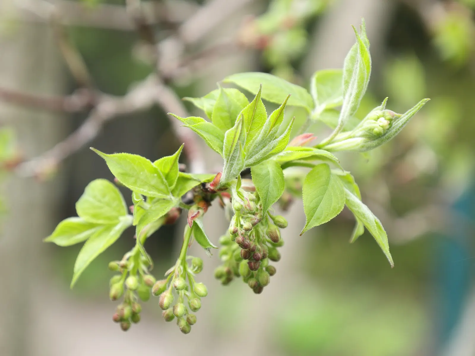 Bladdernut (Staphylea Trifolia) — When mature, it provides habitat and food for native fauna, supporting local ecosystems; its namesake, image 114