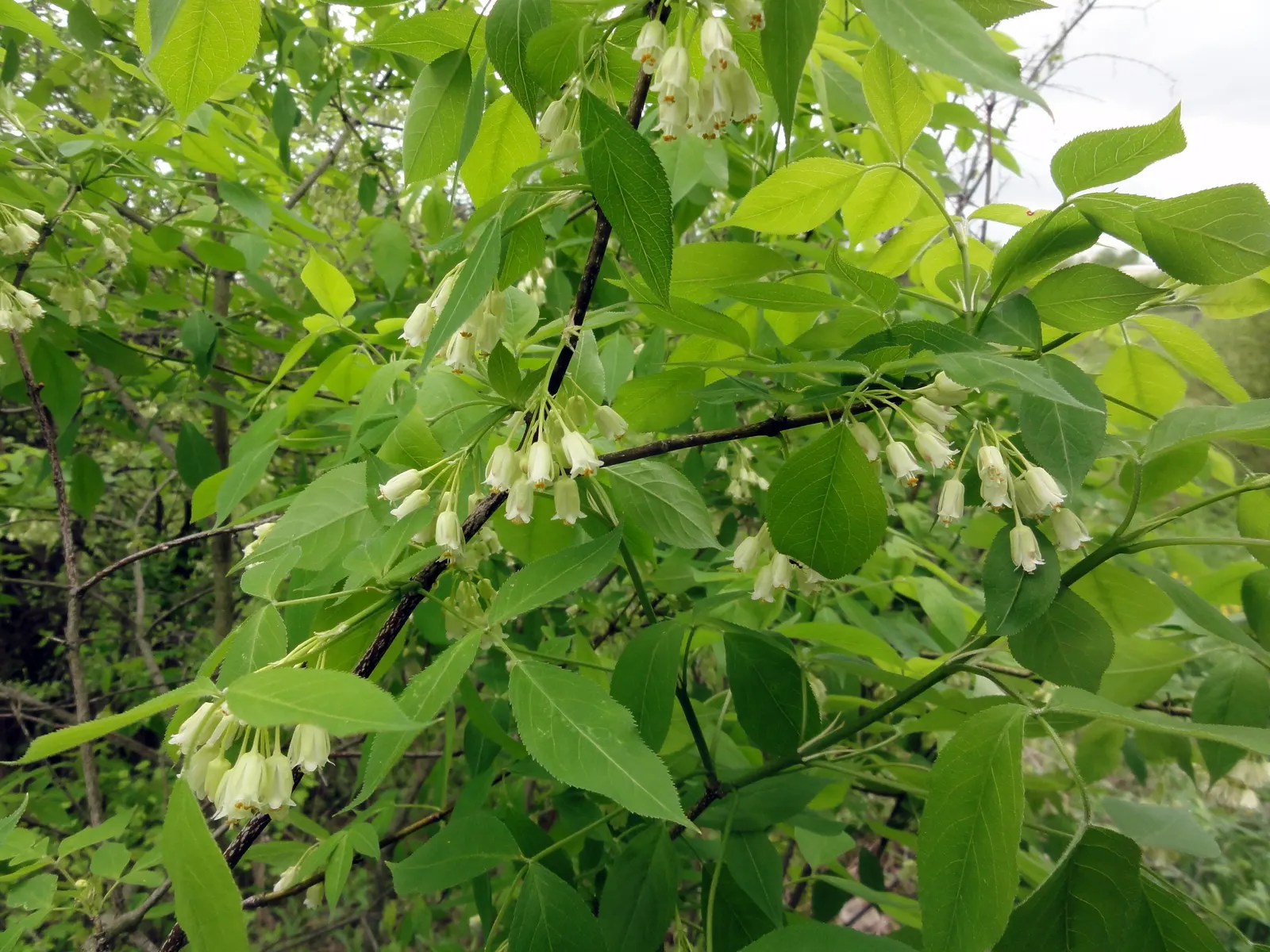 Bladdernut (Staphylea Trifolia) — Preferring partial shade and moist soils, Bladdernut is excellent for naturalized areas; staphylea trifolia, image 100