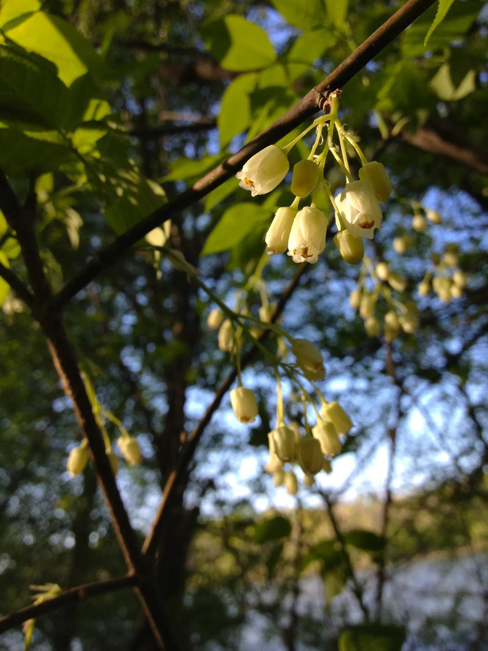 Bladdernut (Staphylea Trifolia) — turning brown in late summer and persisting into winter; staphylea trifolia can withstand minimum temperatures down to -30 to