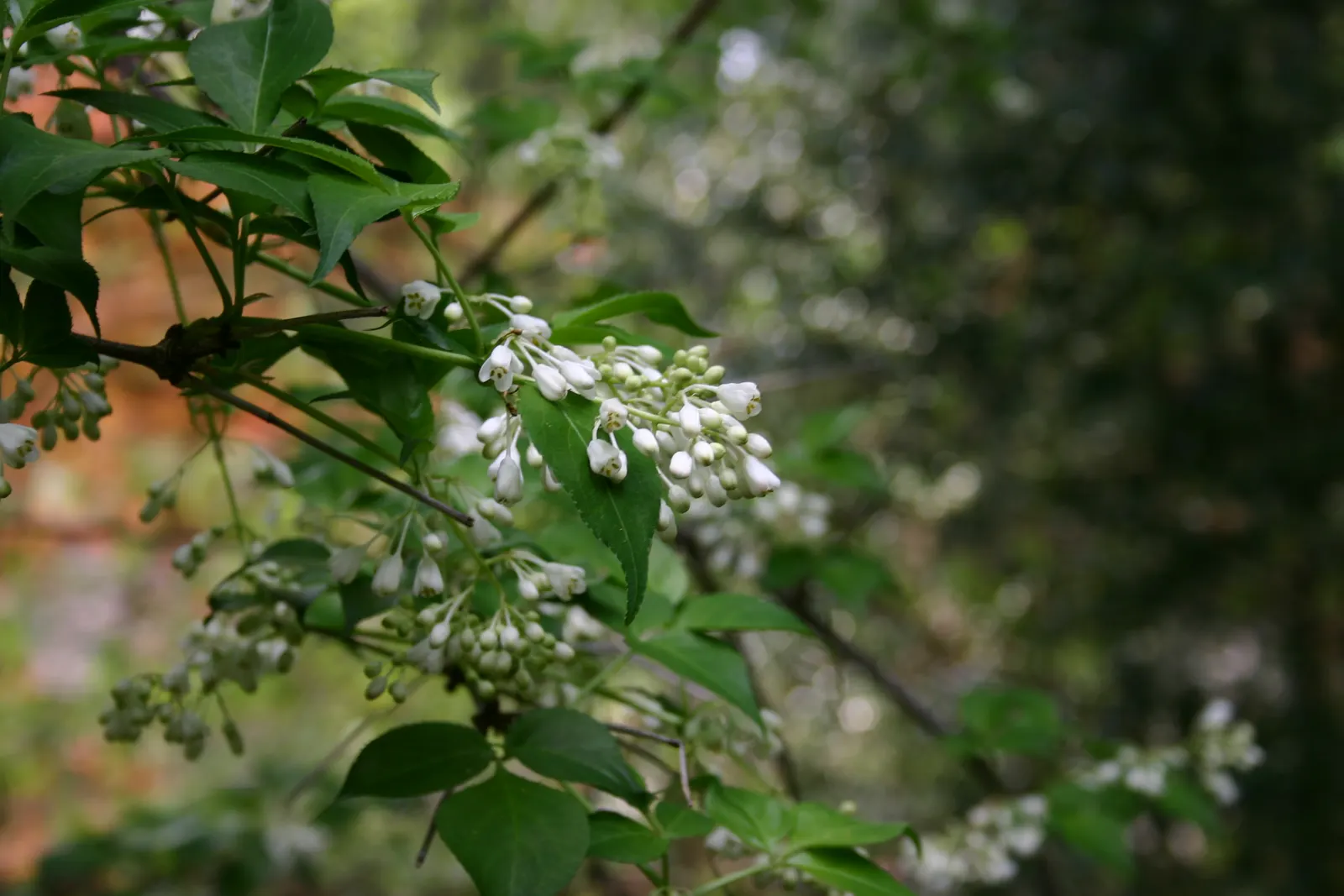 Bladdernut (Staphylea Trifolia) — shrub with white blooms; bell-shaped white flowers bloom