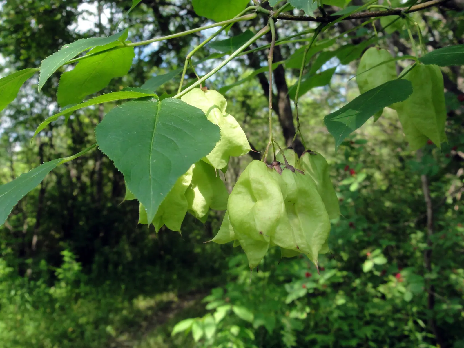 Bladdernut (Staphylea Trifolia) — Staphylea trifolia can withstand minimum temperatures down to -30 to -20&deg;F(-34 to -29&deg;C); turning brown, image 92