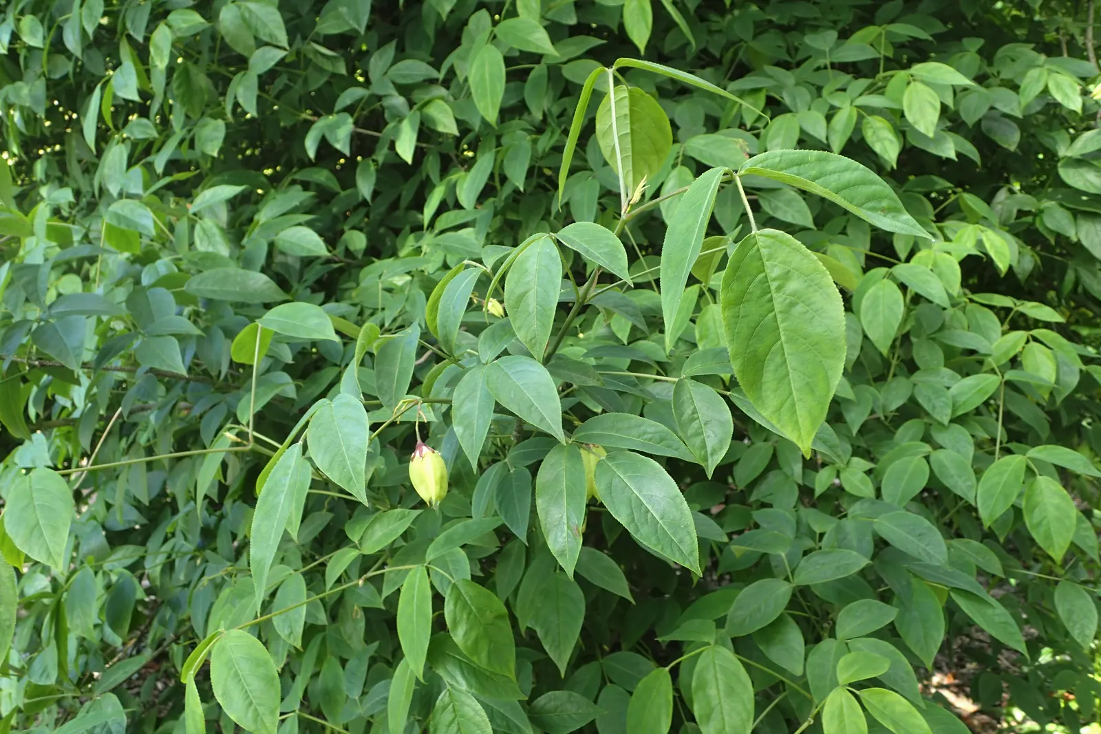 Bladdernut (Staphylea Trifolia) — <br><br>Hardy in USDA zones 4 through 8; though it thrives best in well-drained