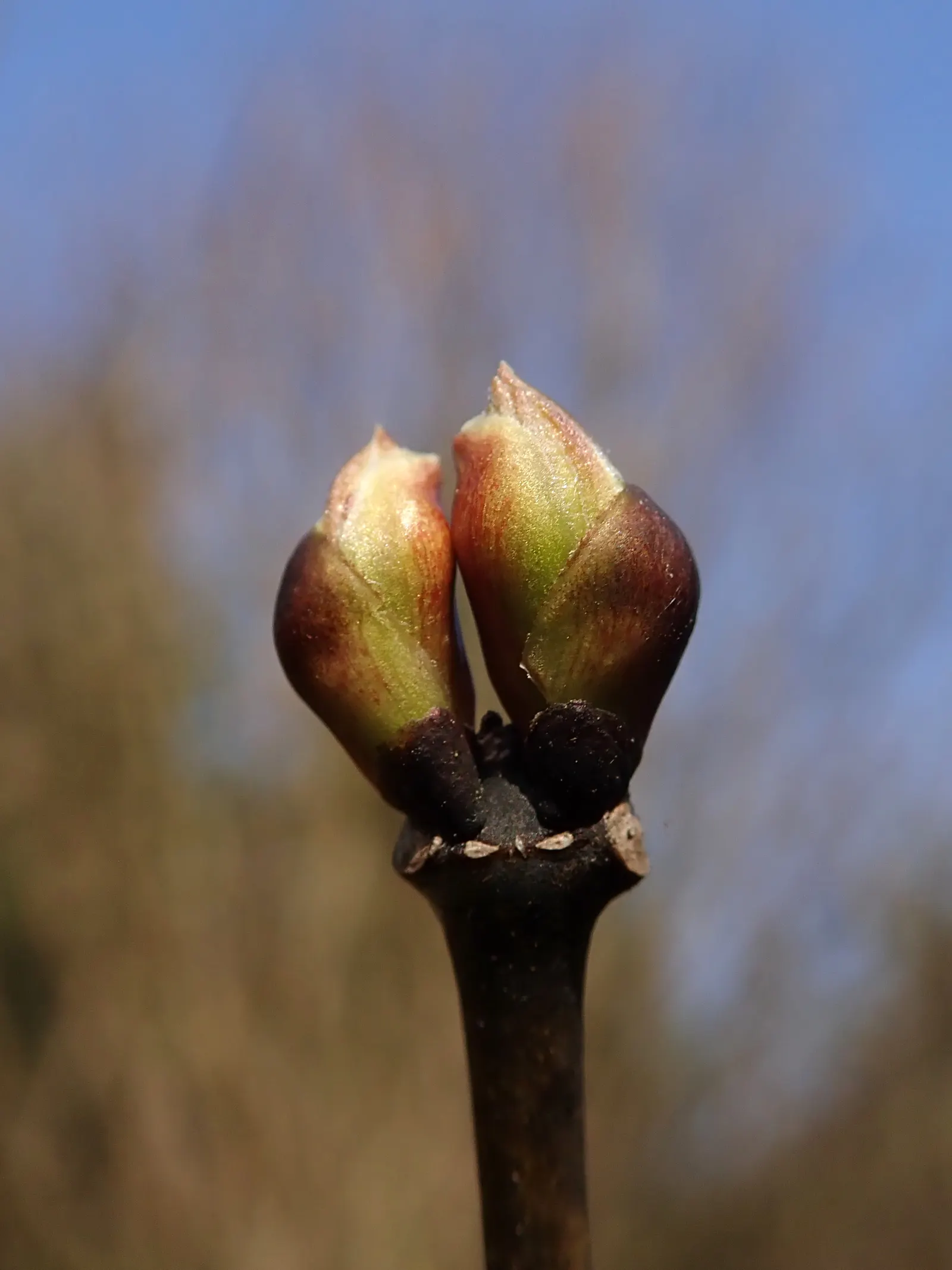 Bladdernut (Staphylea Trifolia) — Preferring partial shade and moist soils, Bladdernut is excellent for naturalized areas