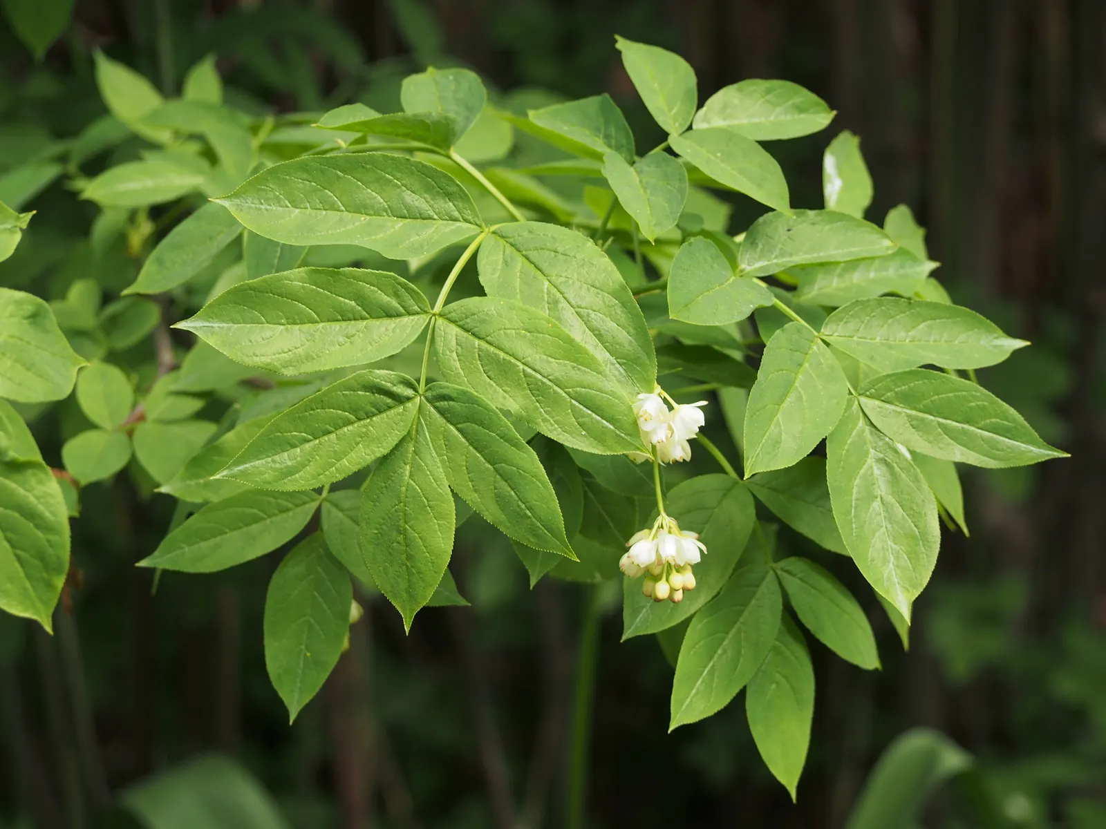 Bladdernut (Staphylea Trifolia) — bladder-like seed pods form; drooping clusters of fragrant, image 88