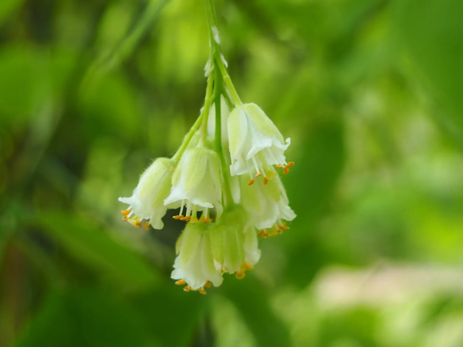 Bladdernut (Staphylea Trifolia) — Preferring partial shade and moist soils, Bladdernut is excellent for naturalized areas; staphylea trifolia, image 124