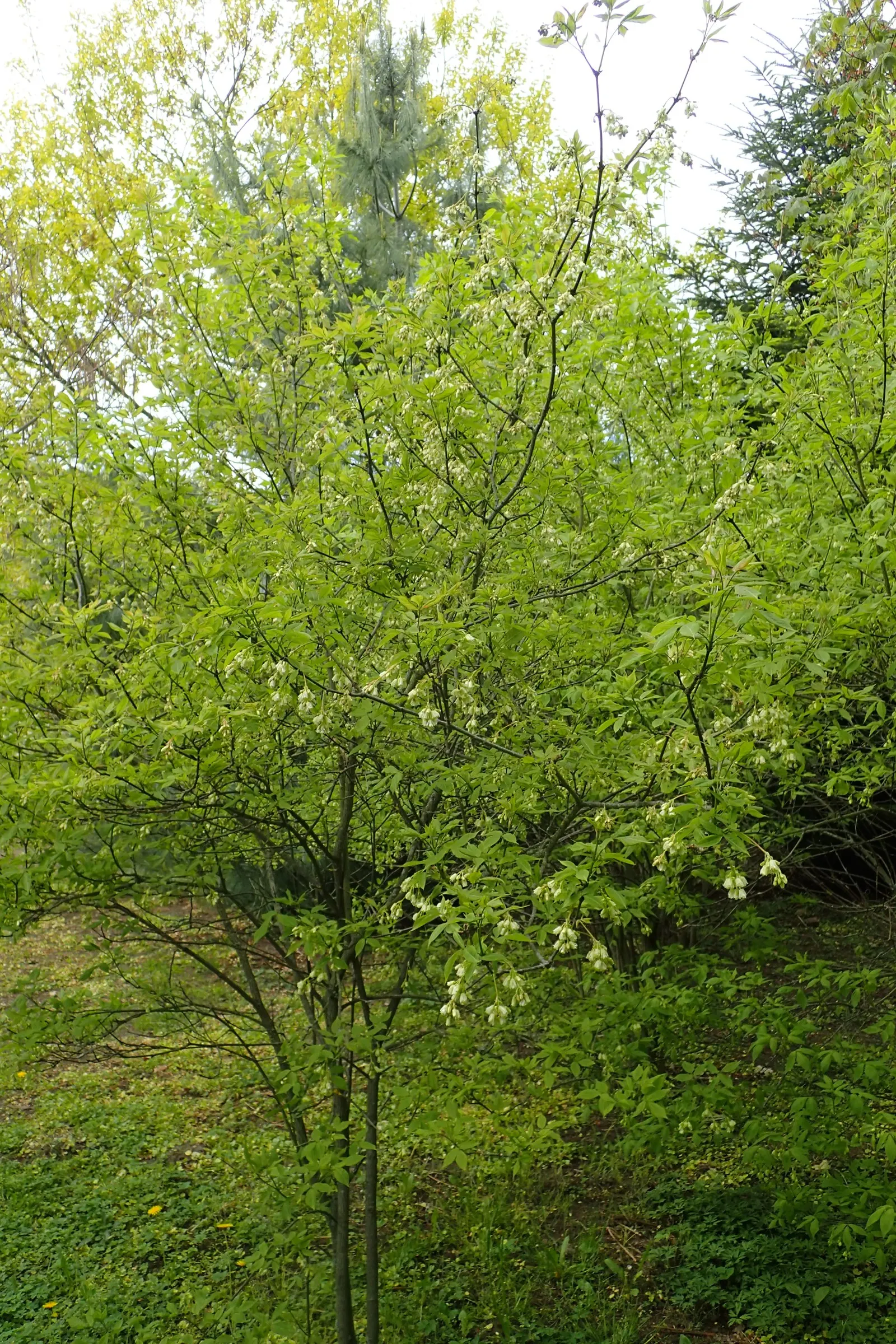 Bladdernut (Staphylea Trifolia) — <br><br>Hardy in USDA zones 4 through 8; though it thrives best in well-drained, image 115