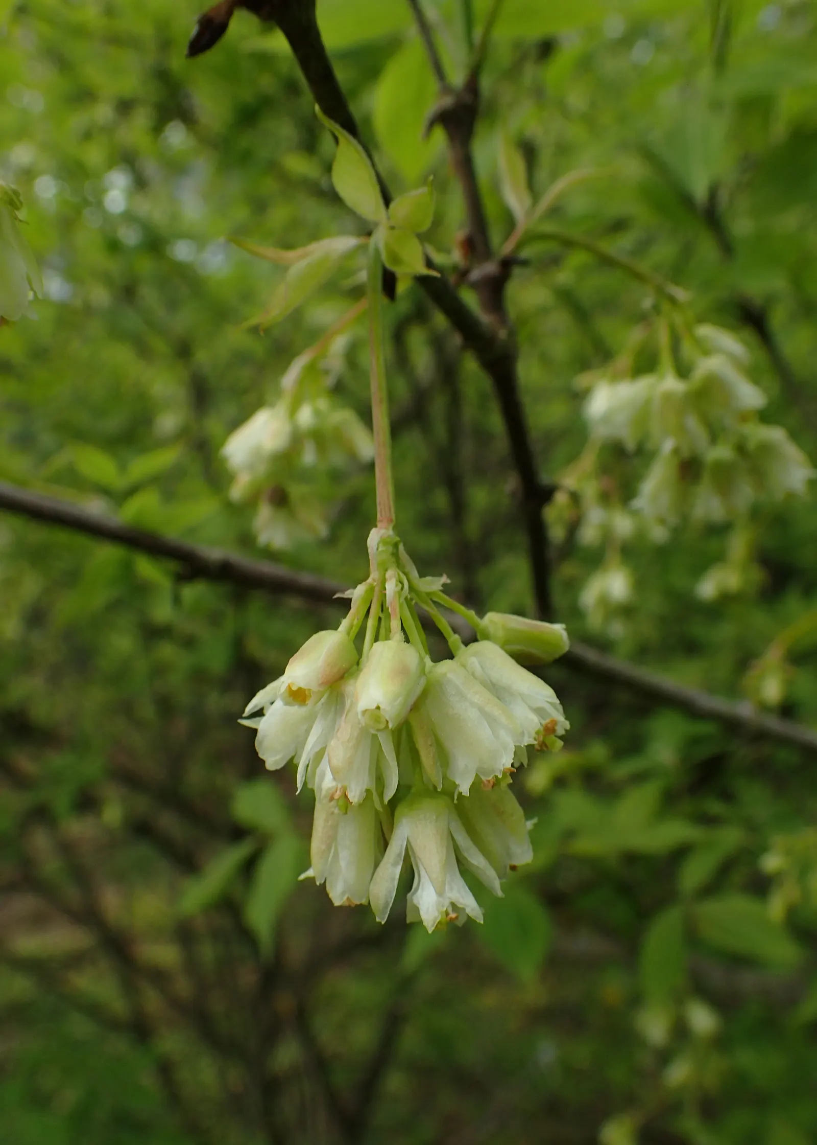Bladdernut (Staphylea Trifolia) — bell-shaped white flowers bloom; shrub with white blooms, image 86