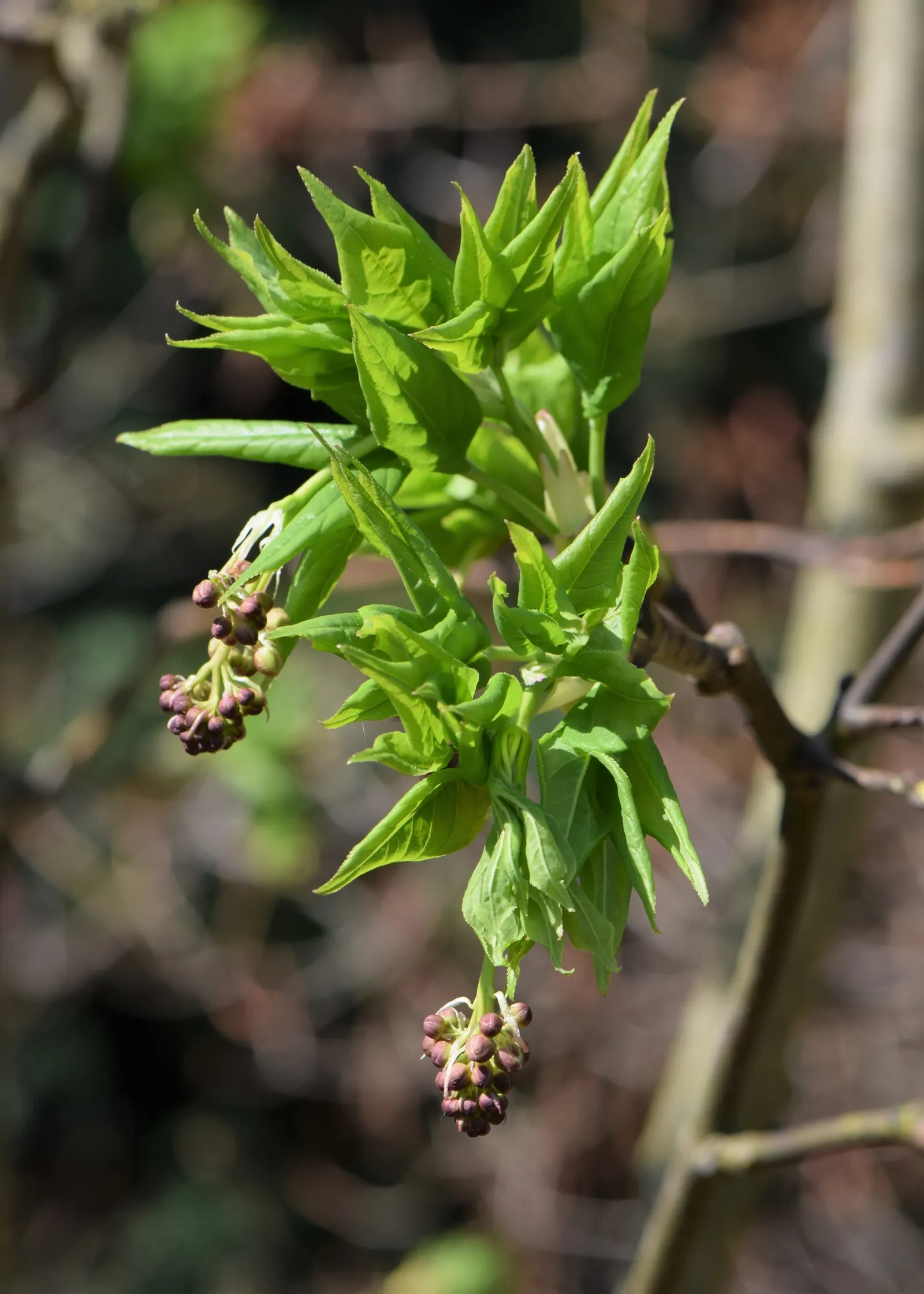 Bladdernut (Staphylea Trifolia) — each leaflet is ovate to elliptic and grows approximately 2 to 5 inches long; making it an excellent choice for, image 84