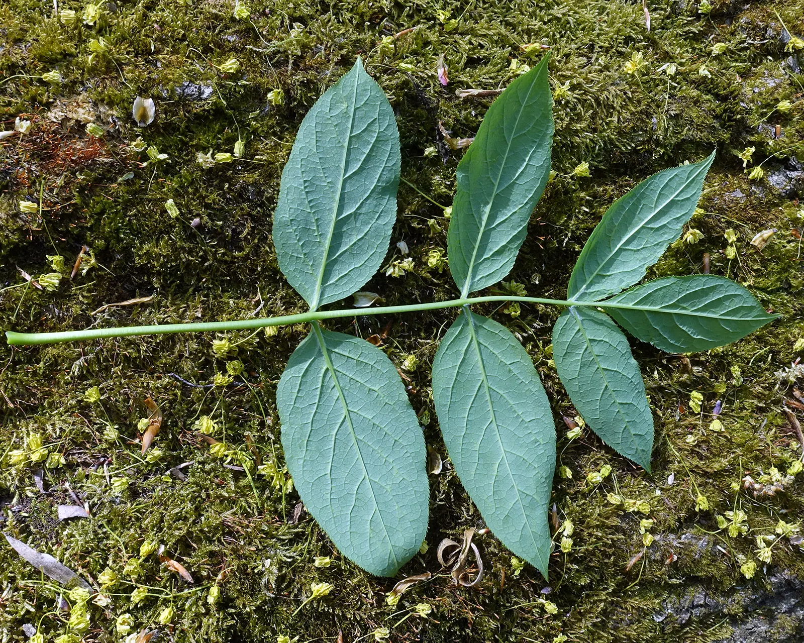 Bladdernut (Staphylea Trifolia) — each leaflet is ovate to elliptic and grows approximately 2 to 5 inches long; making it an excellent choice for, image 60