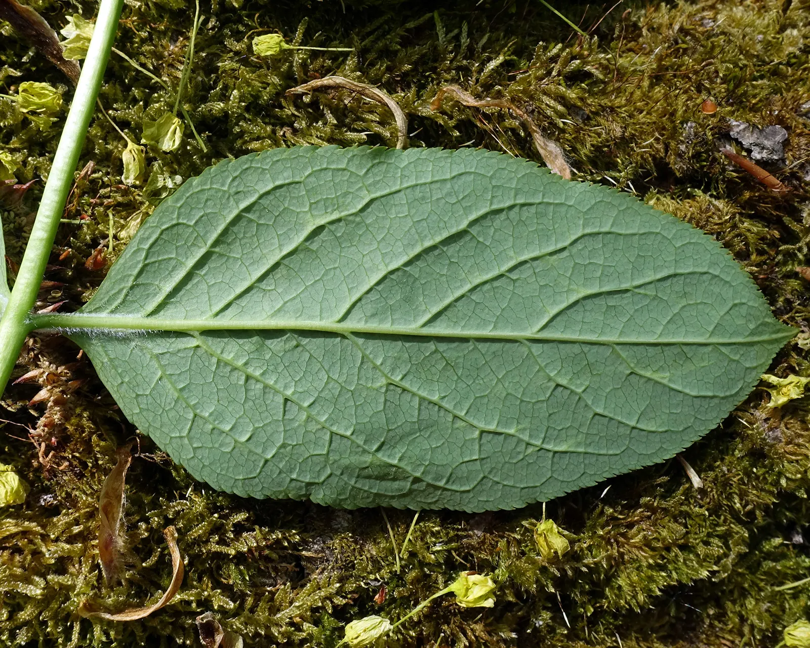 Bladdernut (Staphylea Trifolia) — It‚Äôs low-maintenance, supports wildlife, and offers a delicate, airy structure to landscape designs; this understory plant