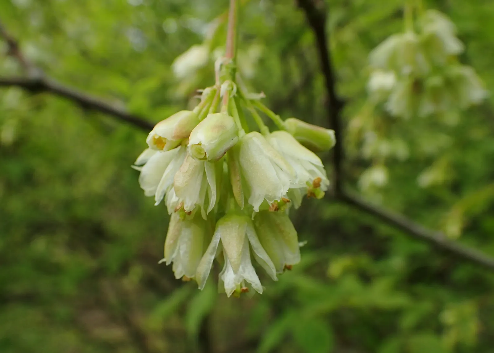 Bladdernut (Staphylea Trifolia) — multi-stemmed shrub native to the woodlands of Eastern North America; white flowers in the garden, image 79