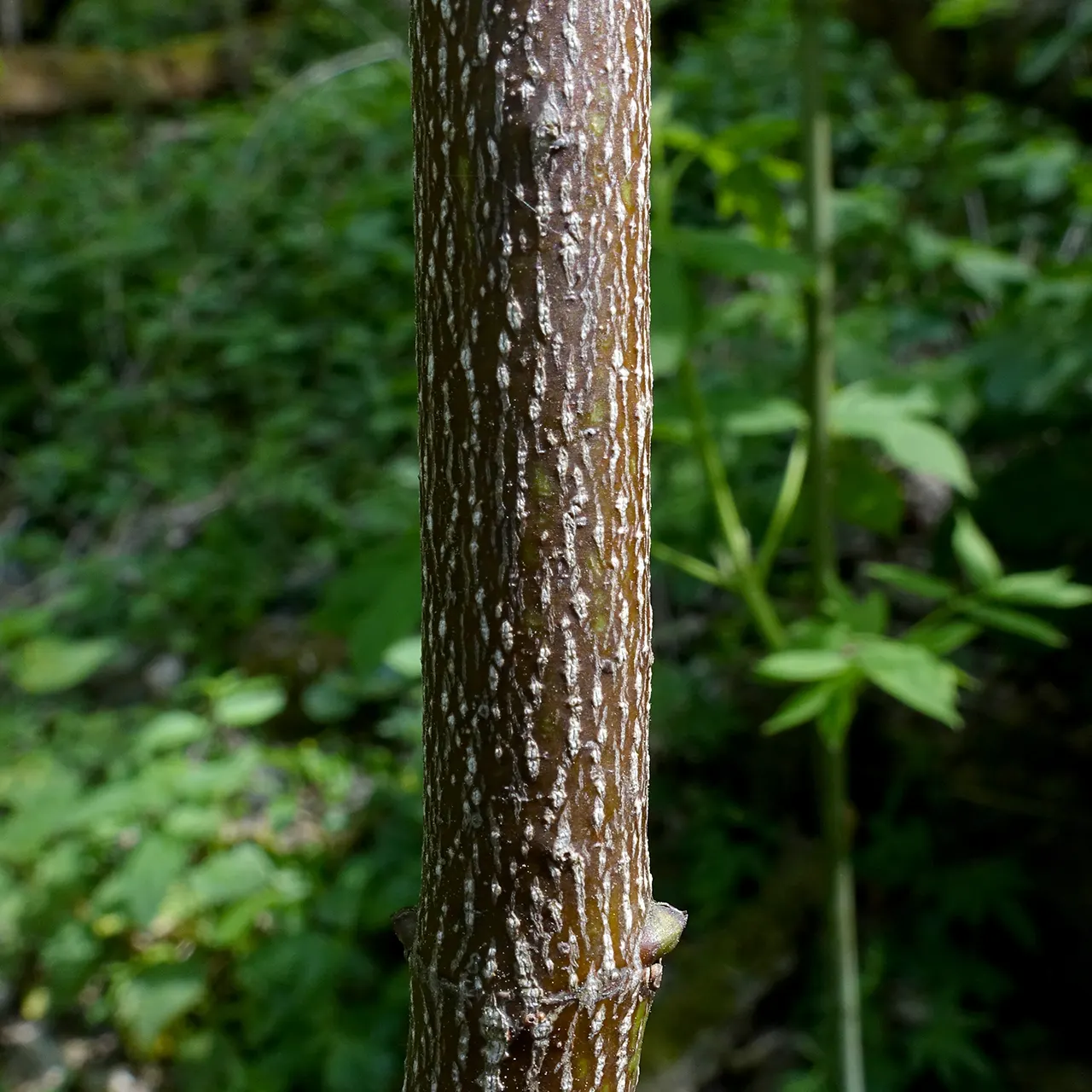 Bladdernut (Staphylea Trifolia) — though it thrives best in well-drained