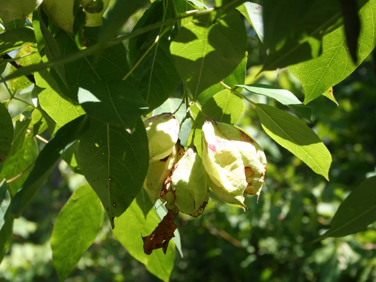 Bladdernut (Staphylea Trifolia) — It‚Äôs low-maintenance, supports wildlife, and offers a delicate, airy structure to landscape designs