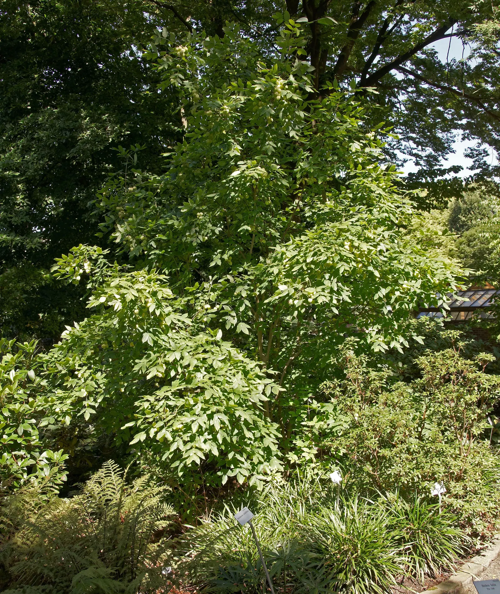 Bladdernut (Staphylea Trifolia) — Staphylea trifolia can withstand minimum temperatures down to -30 to -20&deg;F(-34 to -29&deg;C); turning brown, image 116