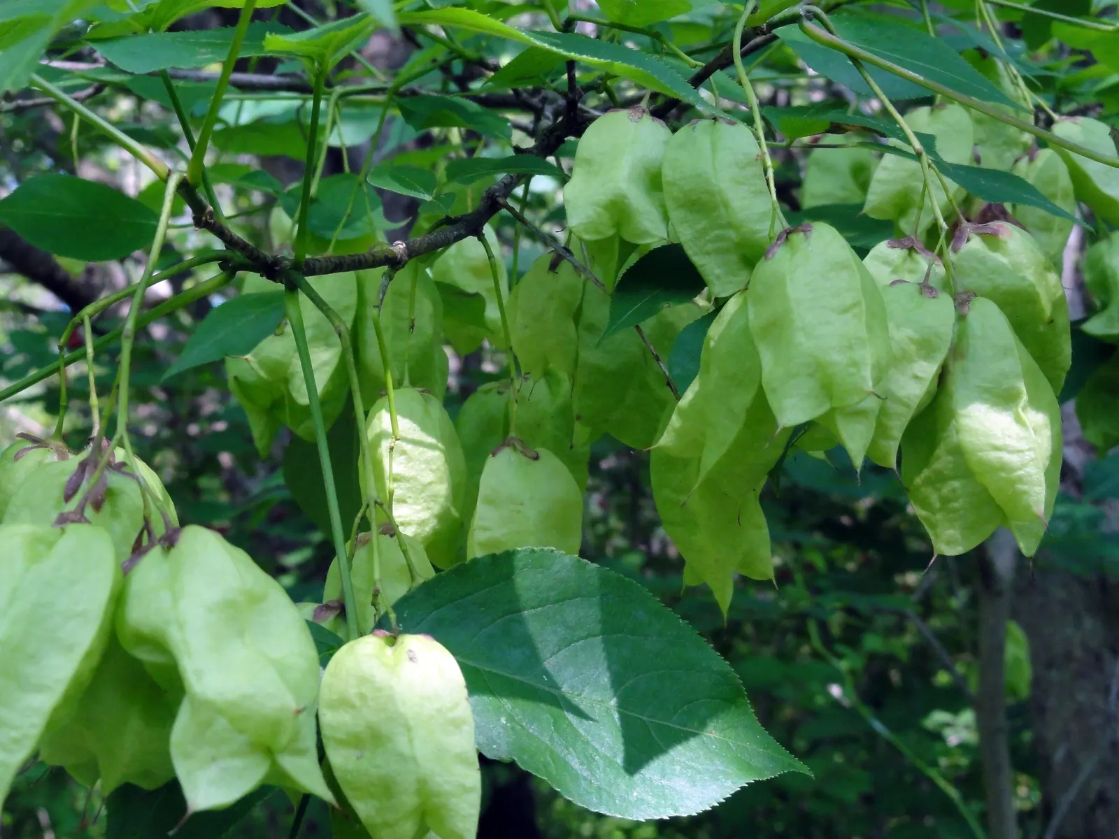 Bladdernut (Staphylea Trifolia) — though it thrives best in well-drained; <br><br>Hardy in USDA zones 4 through 8, image 82