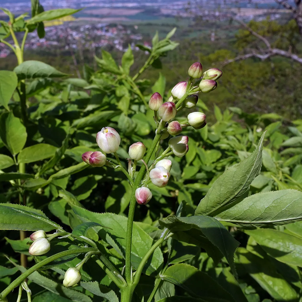 Bladdernut (Staphylea Trifolia) — white flowers in the garden