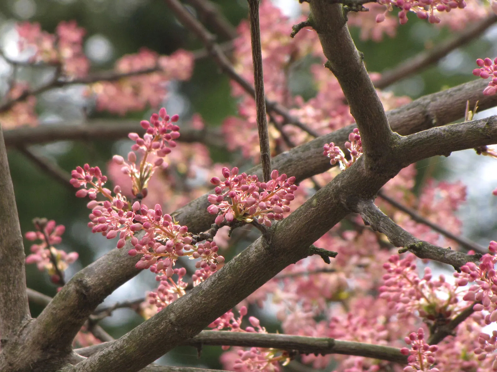 Bladdernut (Staphylea Trifolia) — commonly known as Bladdernut; which are a noteworthy feature for any client interested in seasonal interest, image 78