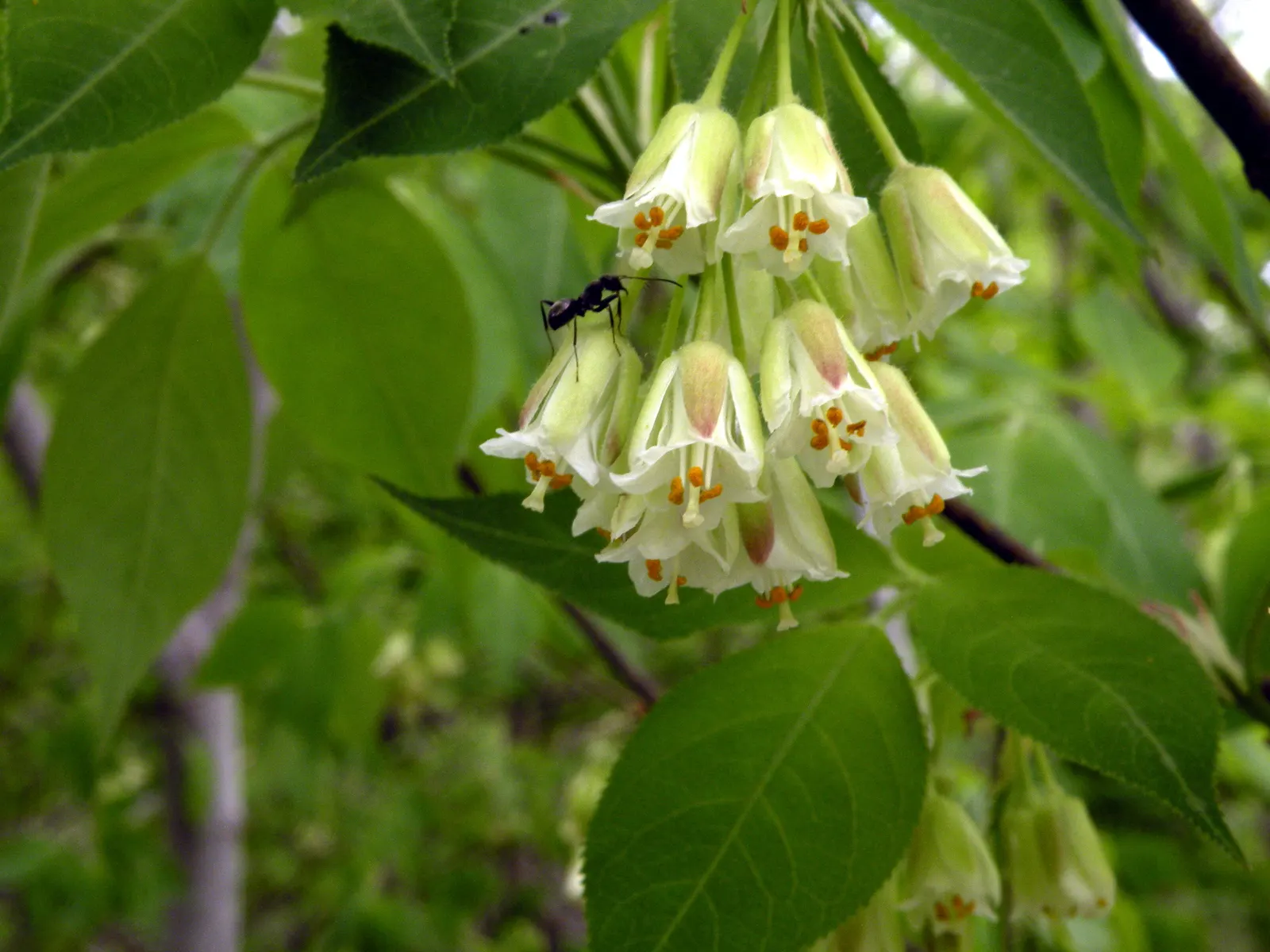 Bladdernut (Staphylea Trifolia) — When mature, it provides habitat and food for native fauna, supporting local ecosystems; its namesake, image 90