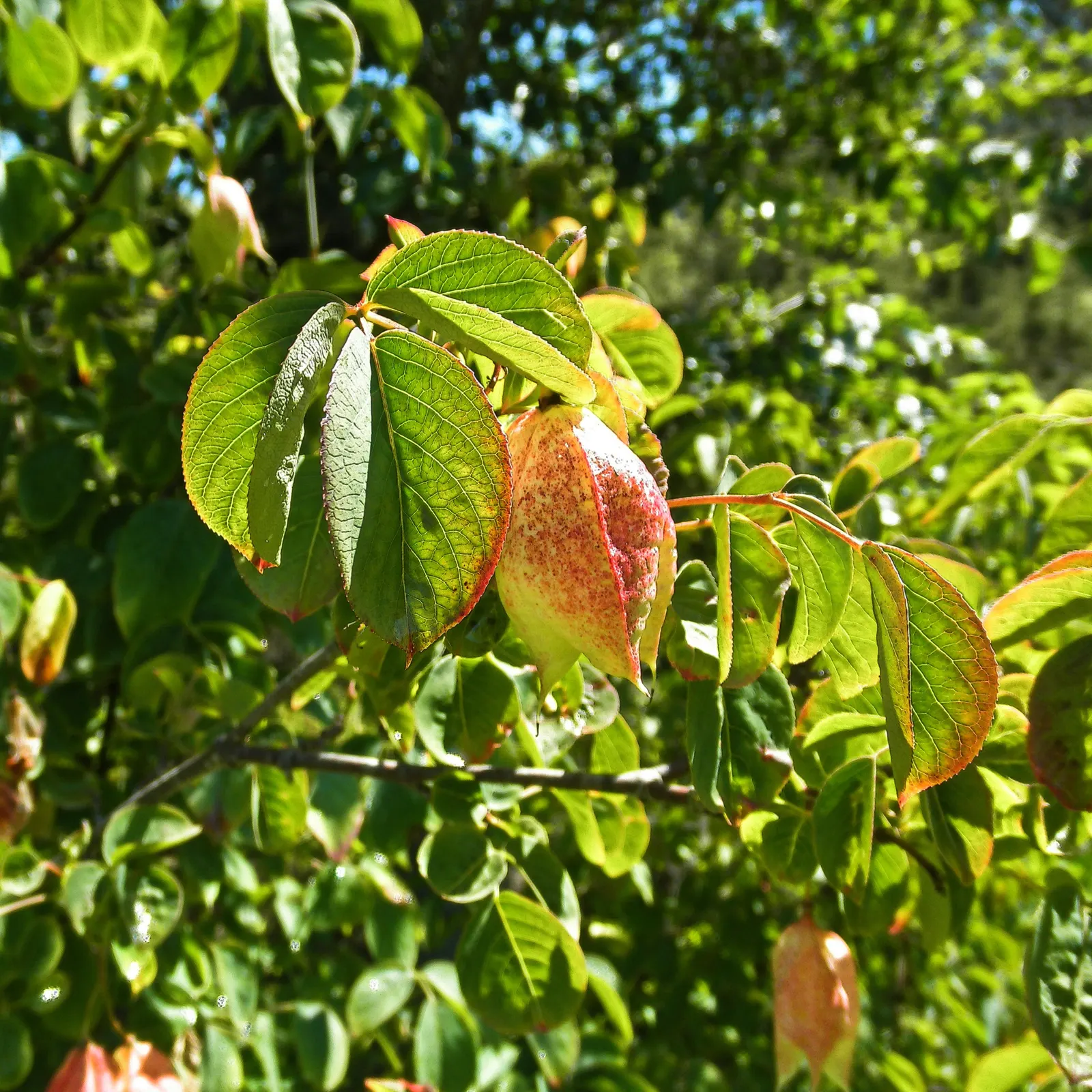 Bladdernut (Staphylea Trifolia) — Growing 10-15 feet tall, it features trifoliate leaves and bell-shaped white flowers in spring