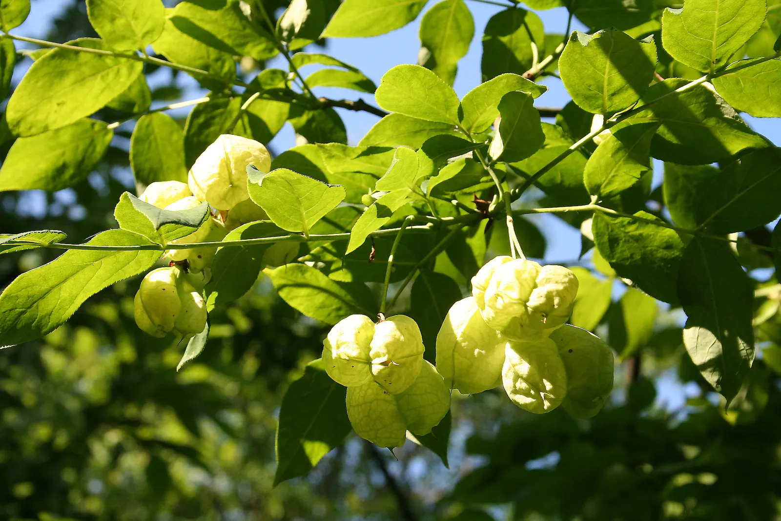 Bladdernut (Staphylea Trifolia) — shrub for full or half or shade; with all these attributes