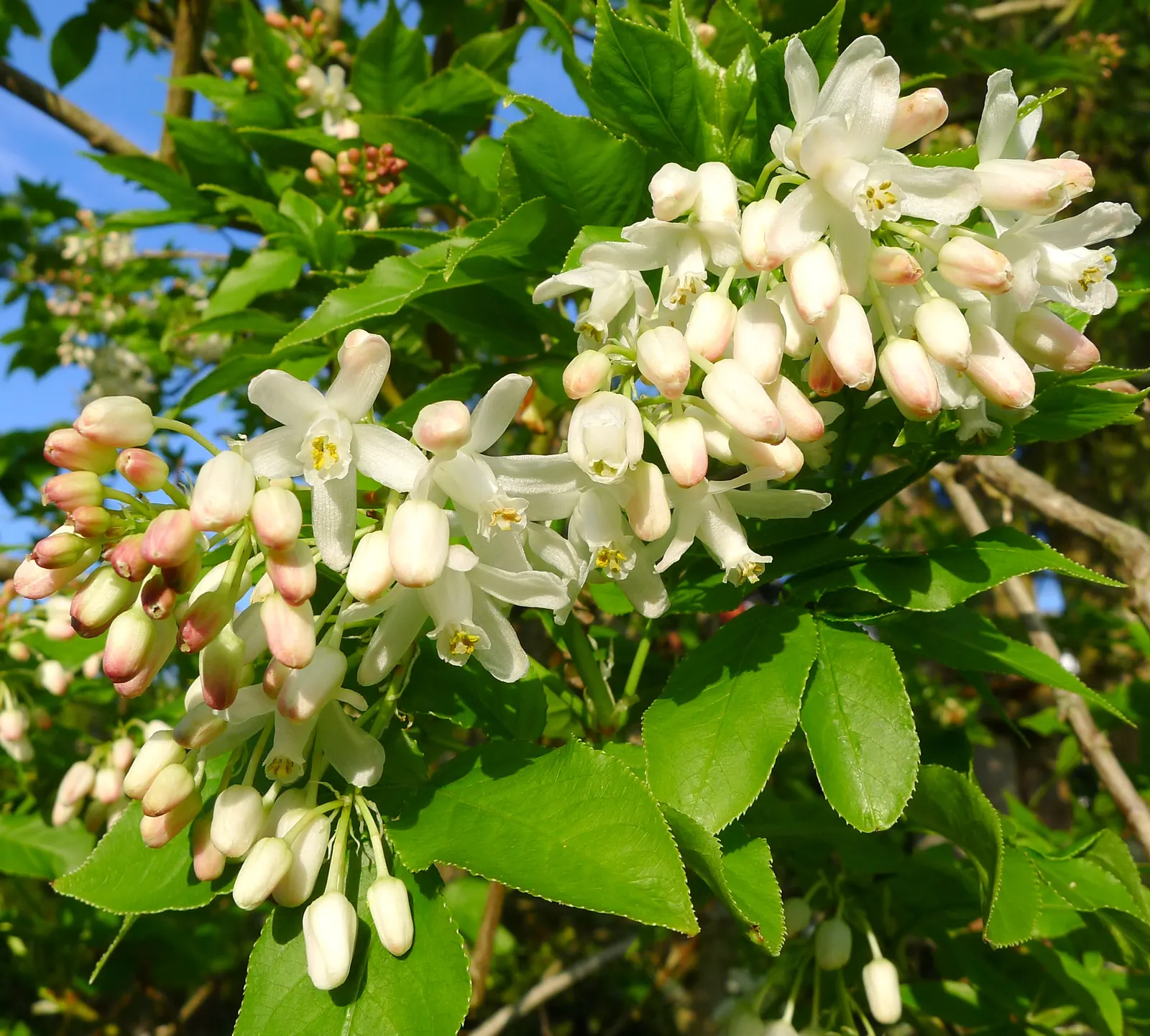 Bladdernut (Staphylea Trifolia) — which are a noteworthy feature for any client interested in seasonal interest; commonly known as Bladdernut, image 63