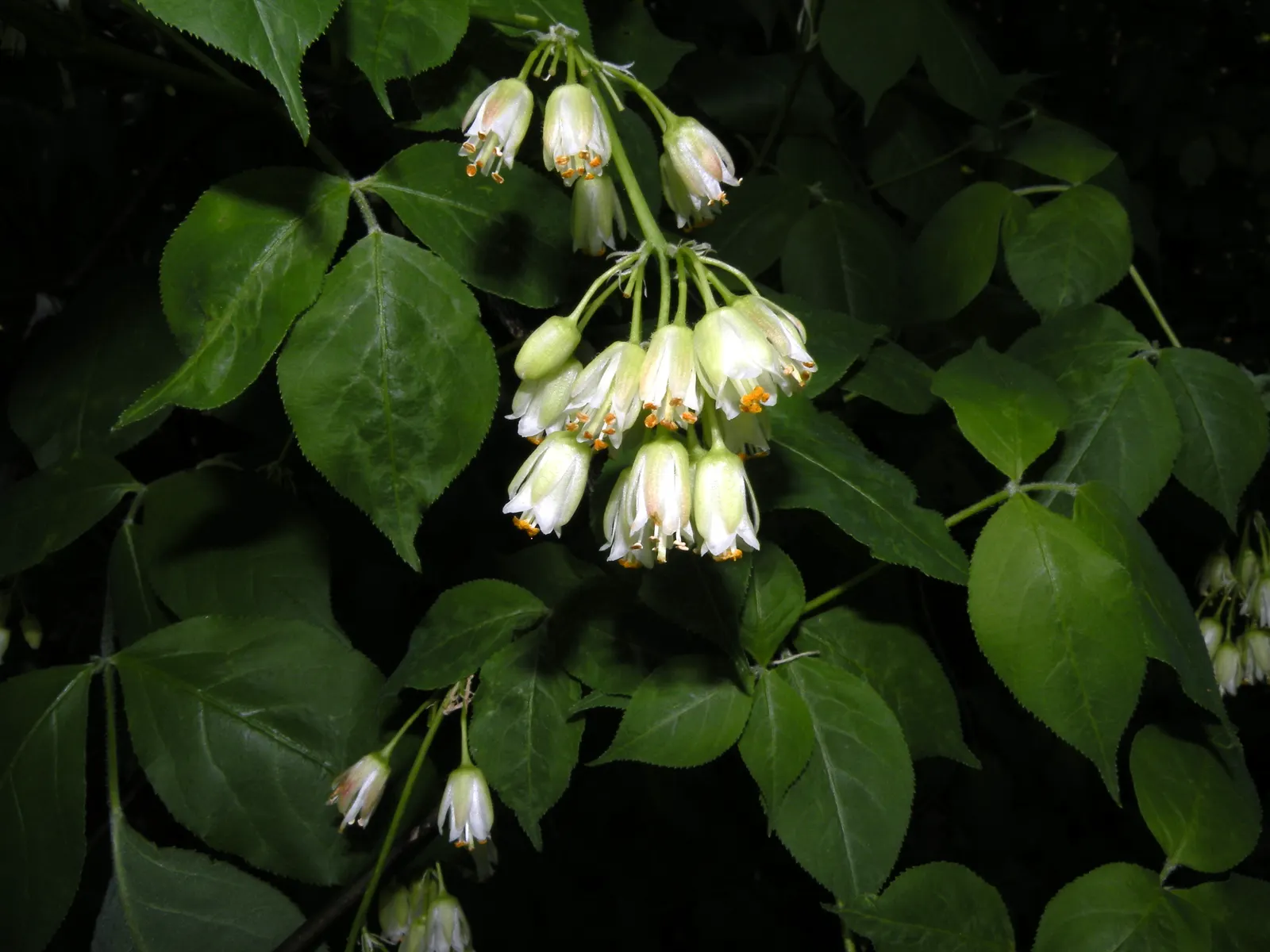 Bladdernut (Staphylea Trifolia) — Its namesake bladder-like fruits add autumn interest; when mature, it provides habitat and food for native fauna, image 123