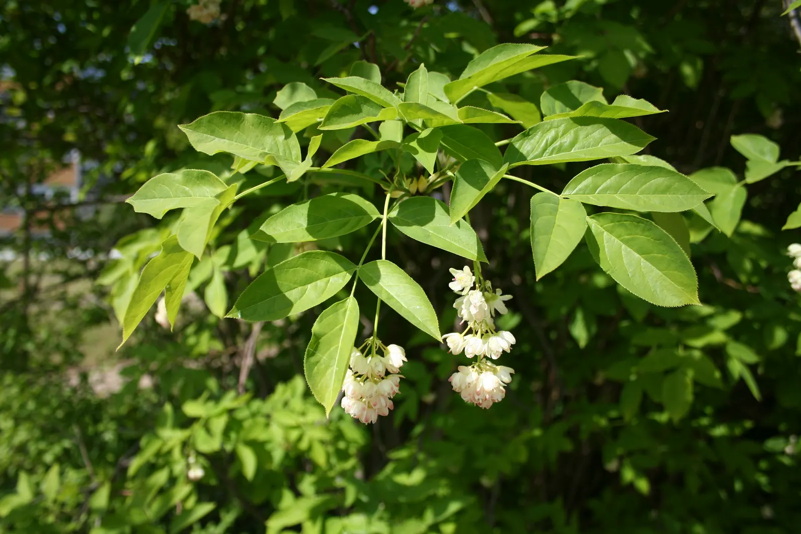 Bladdernut (Staphylea Trifolia) — multi-stemmed shrub native to the woodlands of Eastern North America