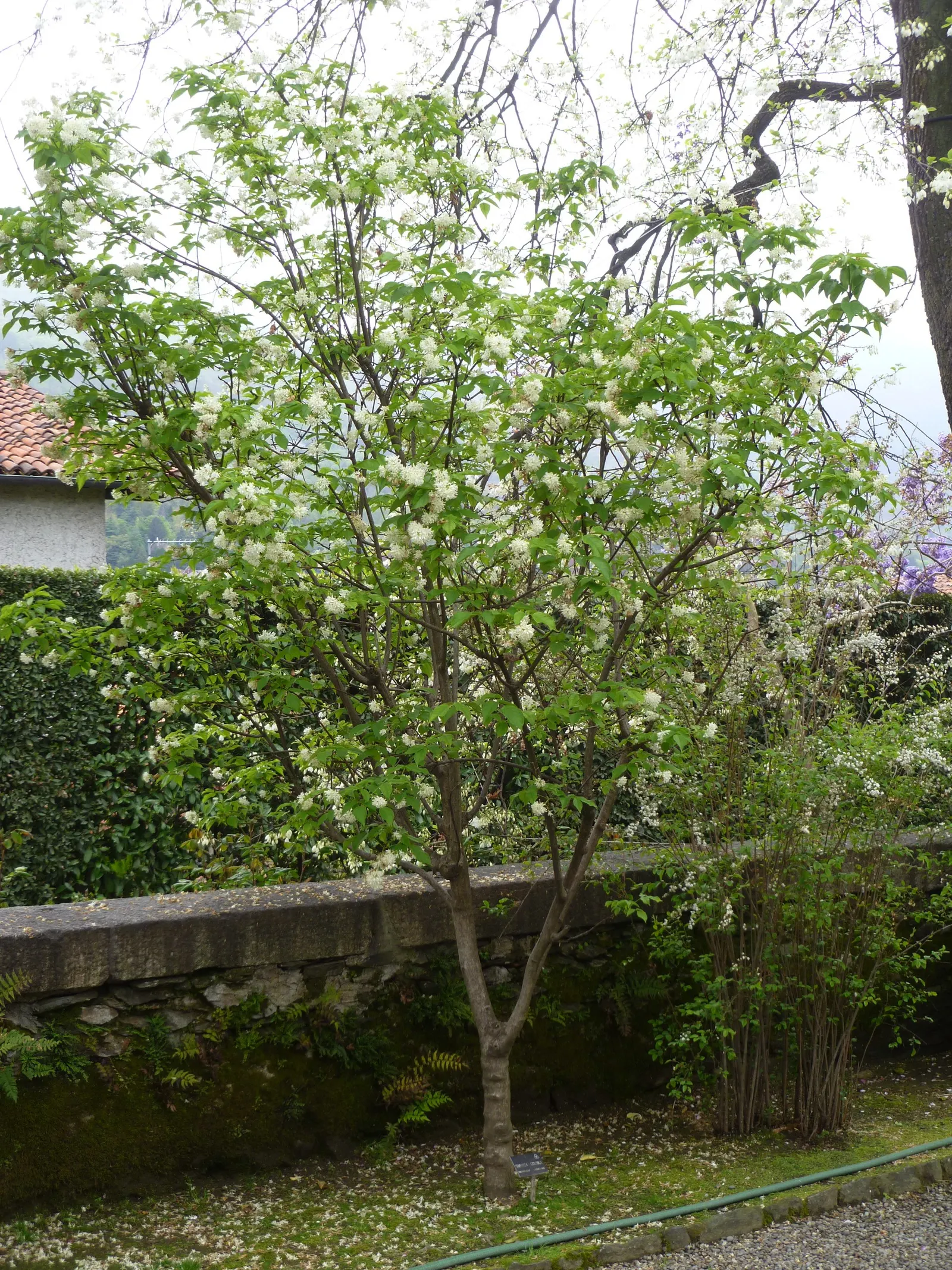 Bladdernut (Staphylea Trifolia) — drooping clusters of fragrant; bladder-like seed pods form, image 61