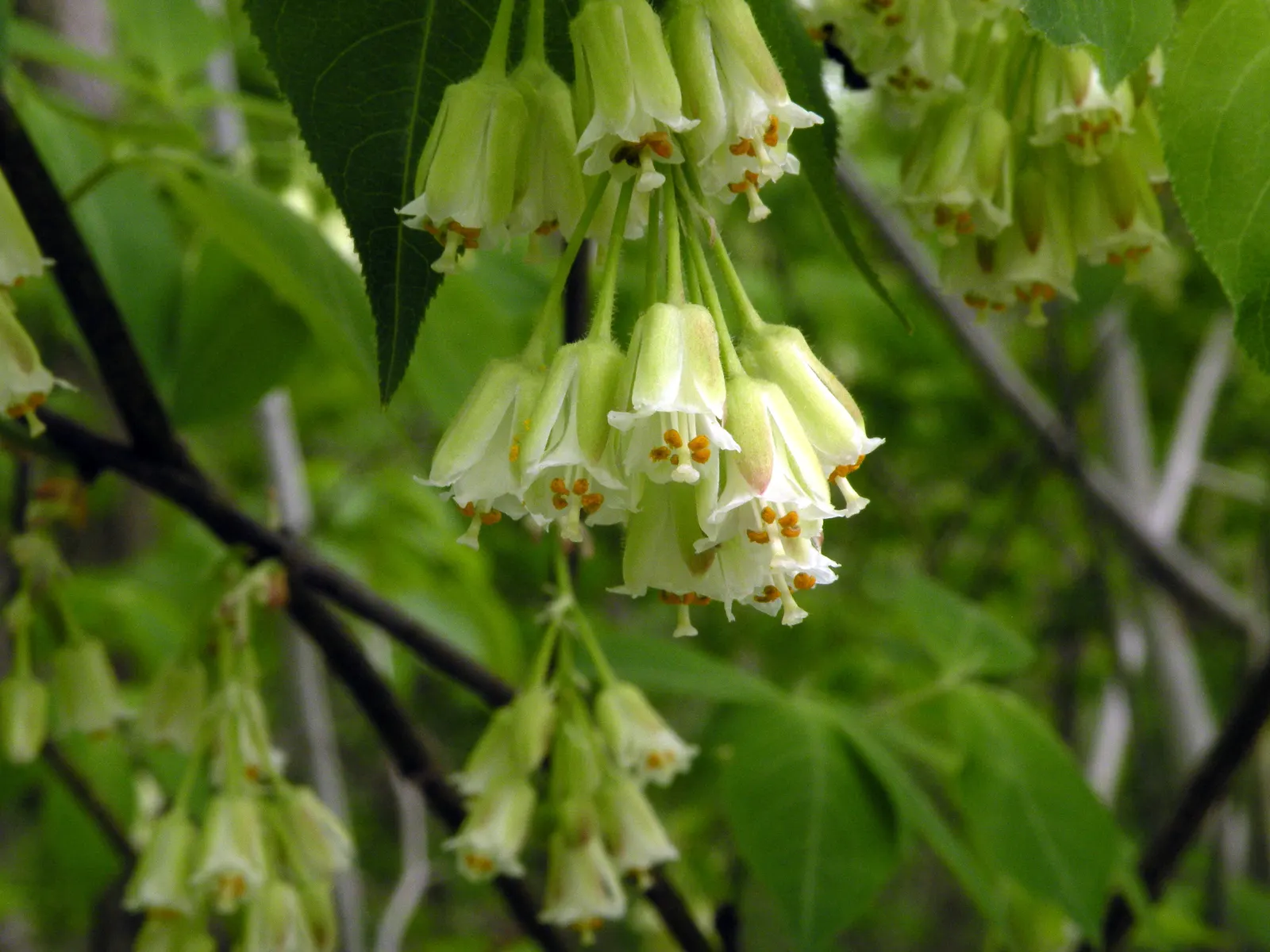 Bladdernut (Staphylea Trifolia) — shrub with white blooms; bell-shaped white flowers bloom, image 95