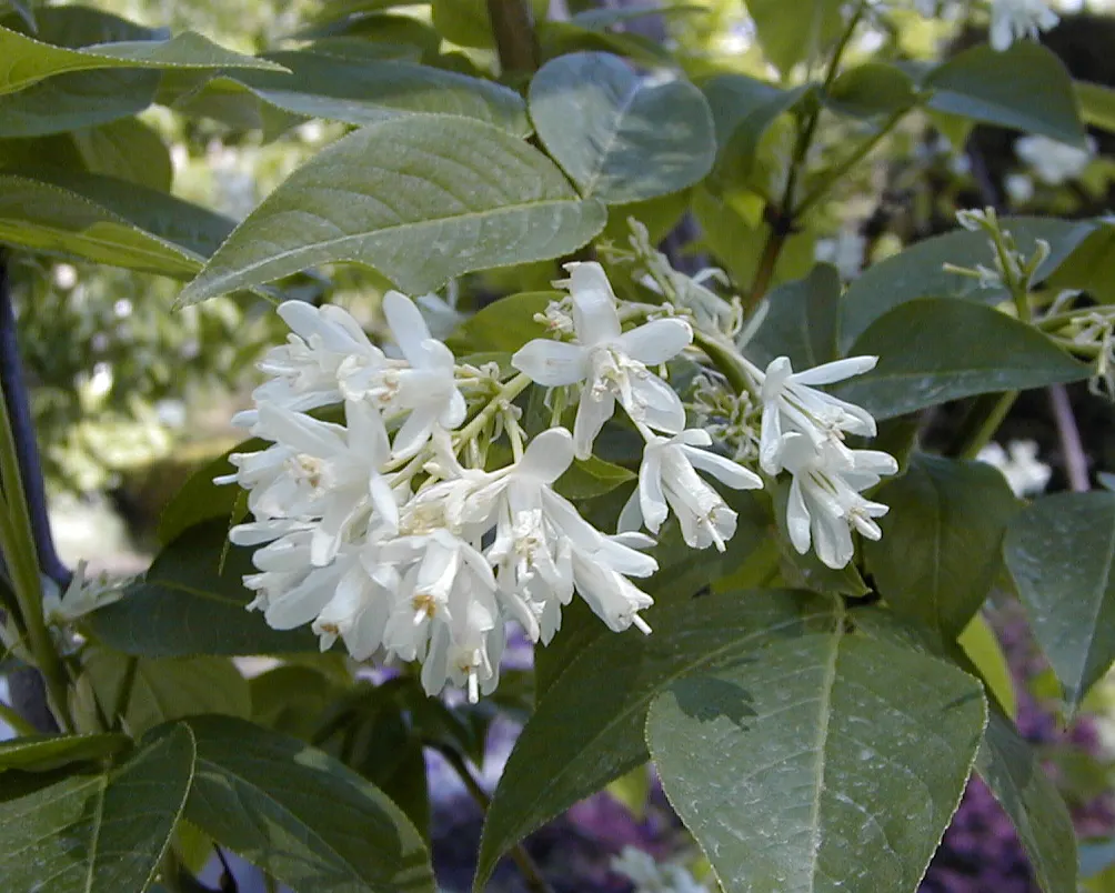 Bladdernut (Staphylea Trifolia) — bell-shaped white flowers bloom