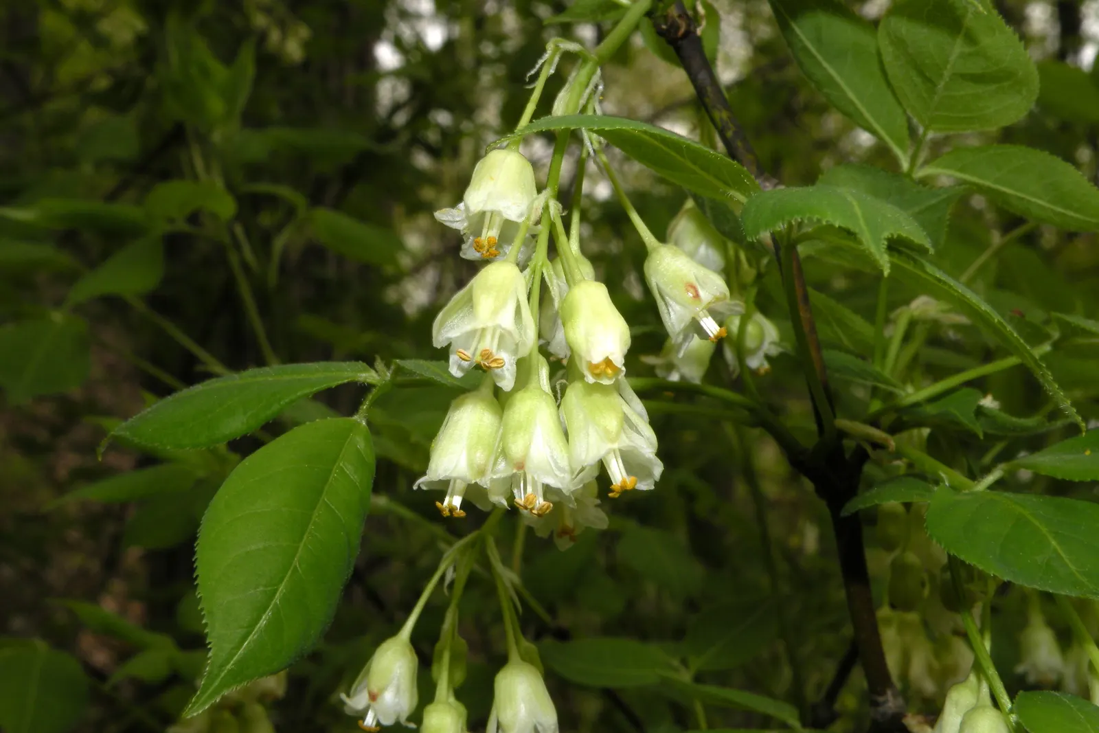 Bladdernut (Staphylea Trifolia) — This understory plant typically grows to a height of 10 to 15 feet with a similar spread; it‚Äôs low-maintenance, image 80
