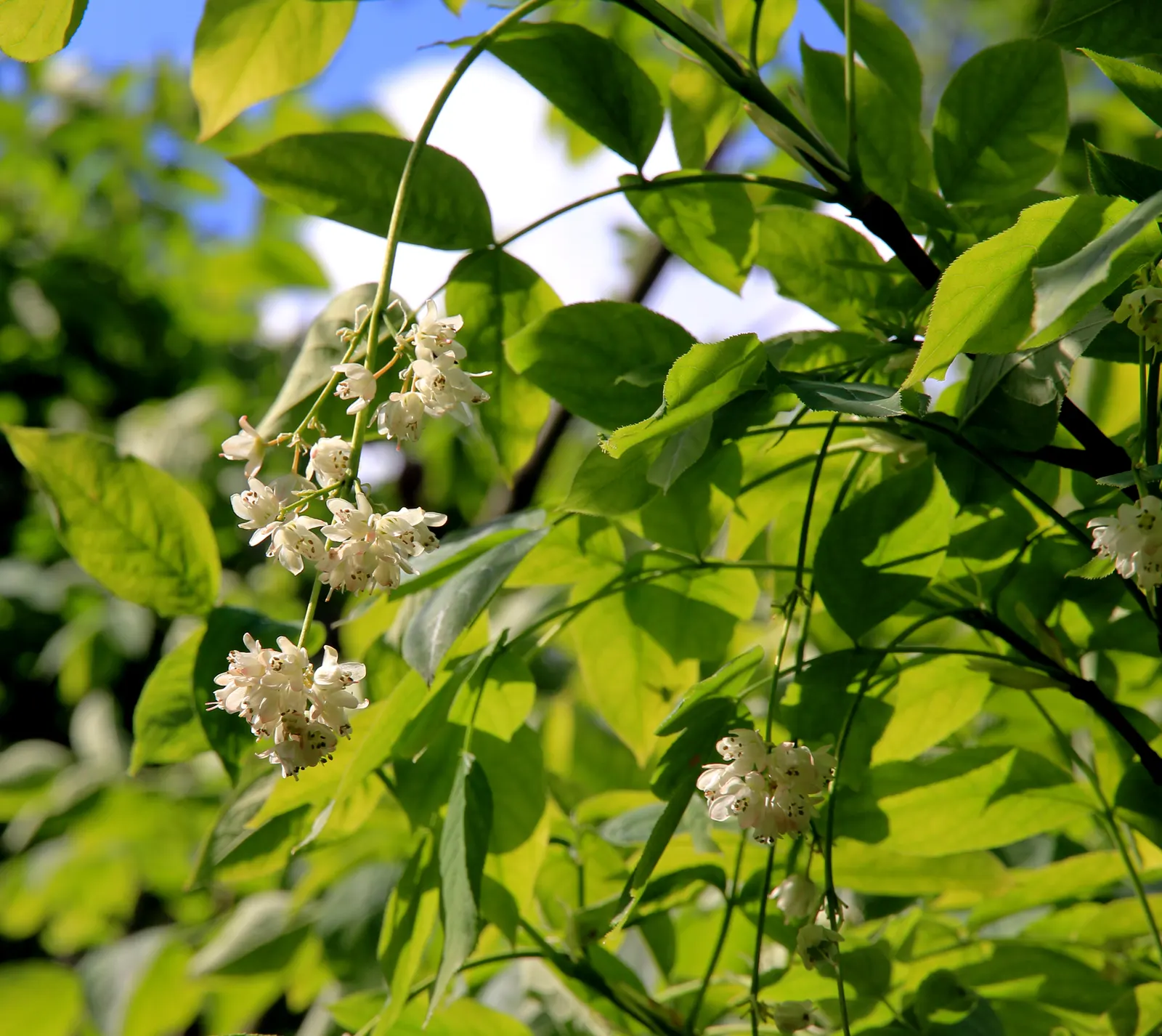 Bladdernut (Staphylea Trifolia) — commonly known as Bladdernut