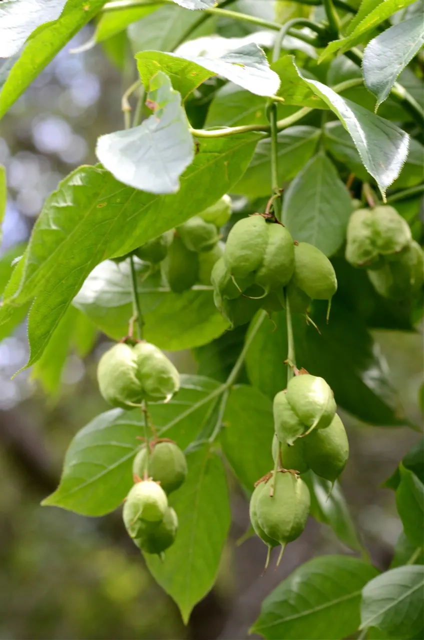 Bladdernut (Staphylea Trifolia) — making it an excellent choice for filling in mid-level layers in a landscape design; each leaflet is ovate to, image 57