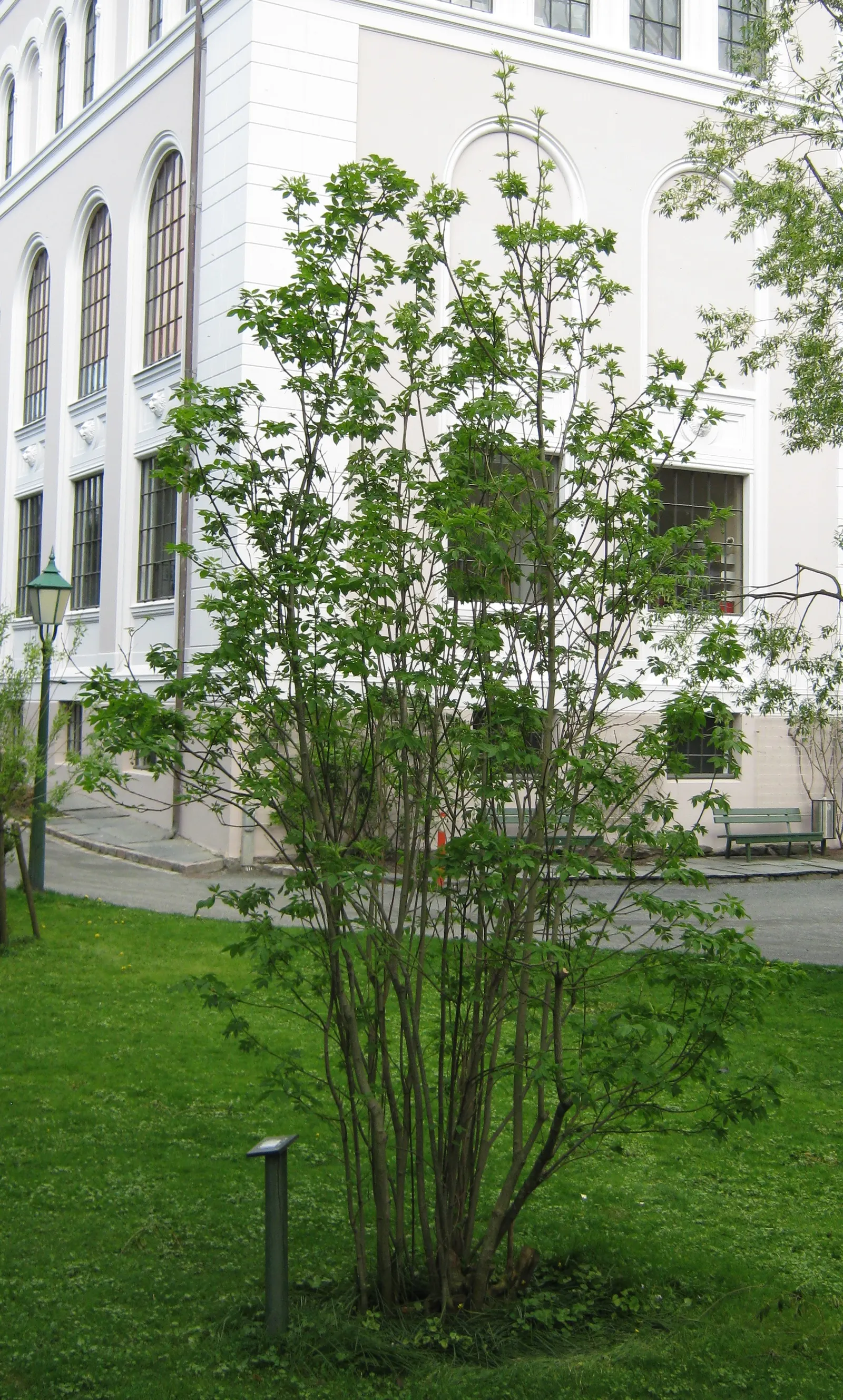 Bladdernut (Staphylea Trifolia) — Growing 10-15 feet tall, it features trifoliate leaves and bell-shaped white flowers in spring; loamy, image 74