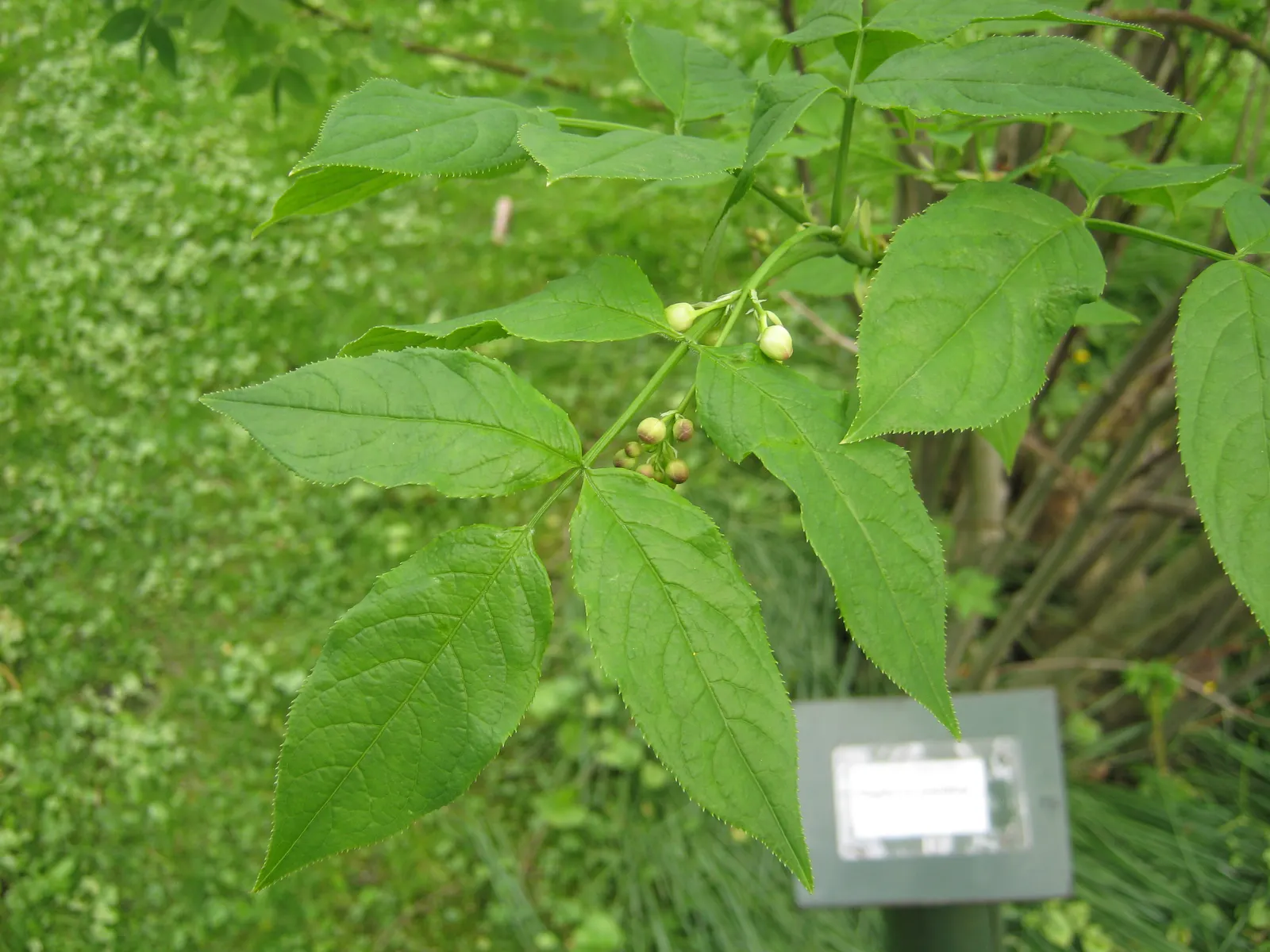 Bladdernut (Staphylea Trifolia) — With all these attributes