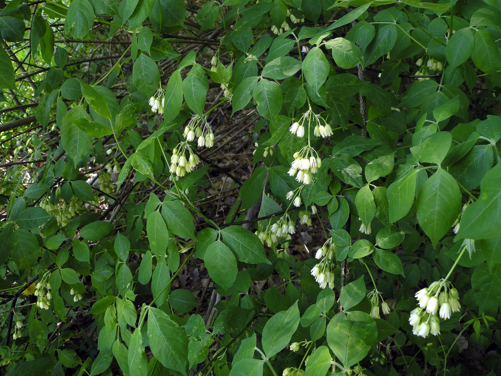 Bladdernut (Staphylea Trifolia) — bell-shaped white flowers bloom; shrub with white blooms, image 110
