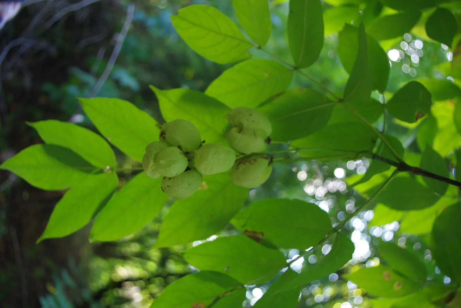 Bladdernut (Staphylea Trifolia) — turning brown in late summer and persisting into winter; staphylea trifolia can withstand minimum temperatures, image 113