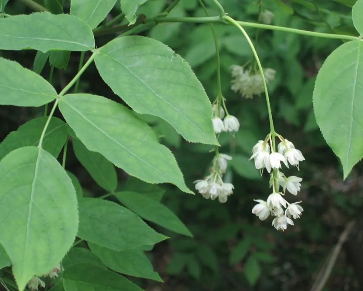 Bladdernut (Staphylea Trifolia) — Its namesake bladder-like fruits add autumn interest; when mature, it provides habitat and food for native fauna, supporting