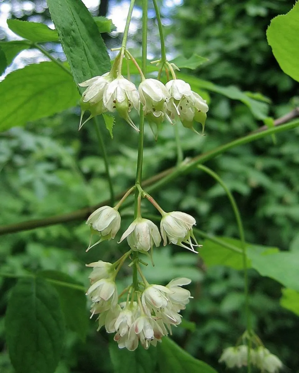 Bladdernut (Staphylea Trifolia) — bell-shaped white flowers bloom; shrub with white blooms