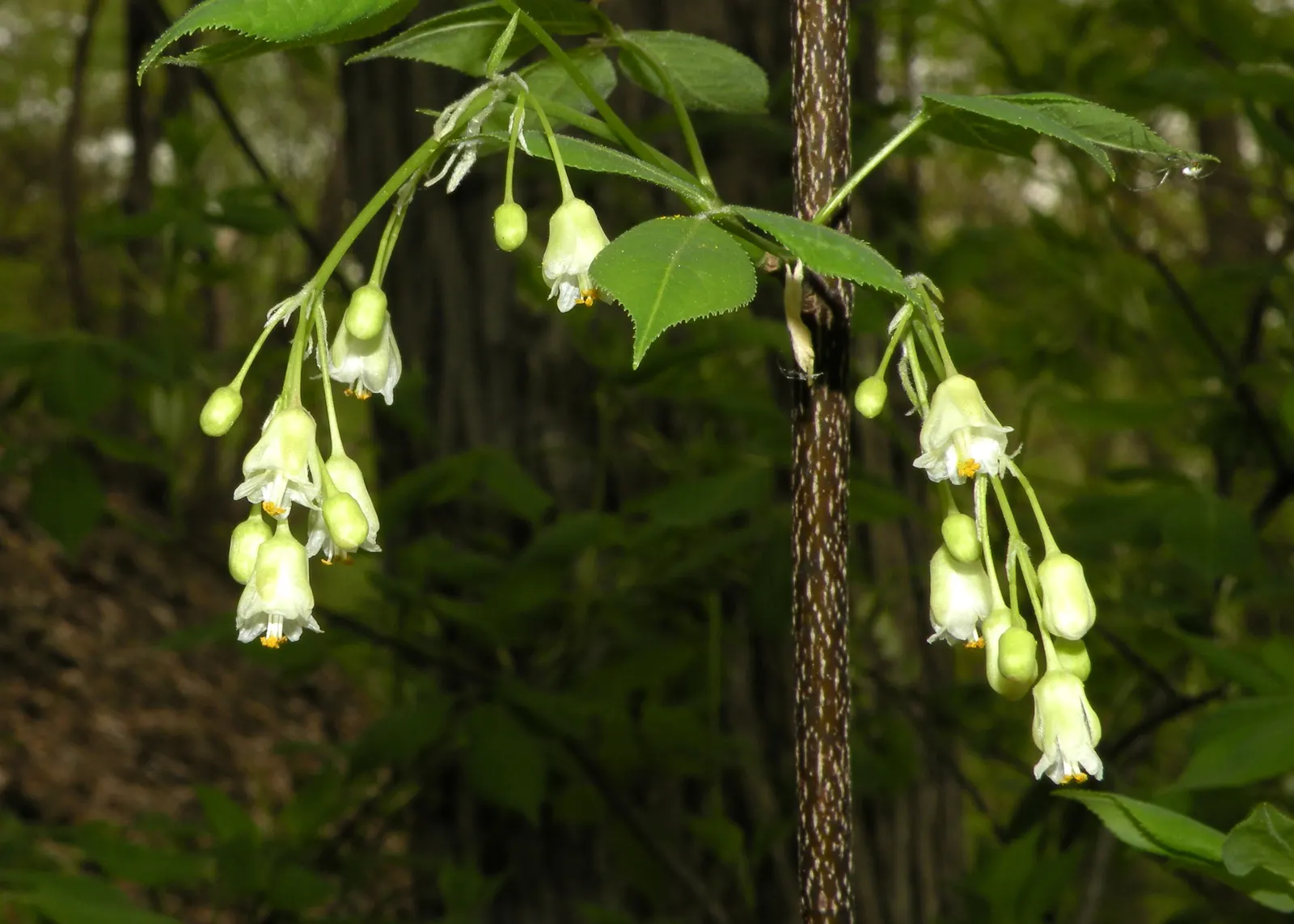 Bladdernut (Staphylea Trifolia) — Staphylea trifolia, commonly known as Bladdernut, is a deciduous understory shrub native to North America, image 73