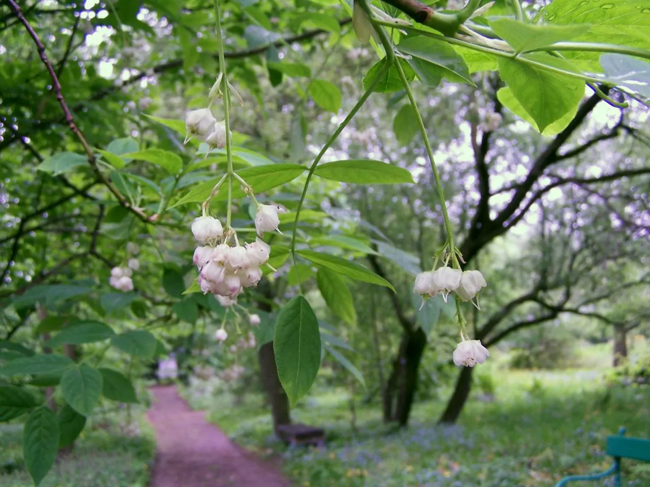 Bladdernut (Staphylea Trifolia) — When mature, it provides habitat and food for native fauna, supporting local ecosystems