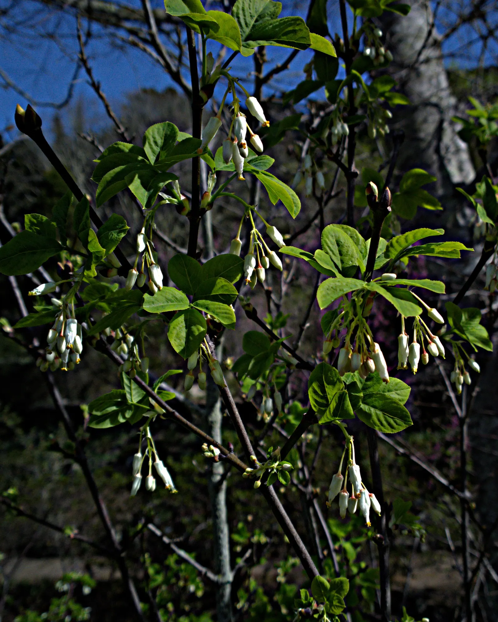 Bladdernut (Staphylea Trifolia) — multi-stemmed shrub native to the woodlands of Eastern North America; white flowers in the garden