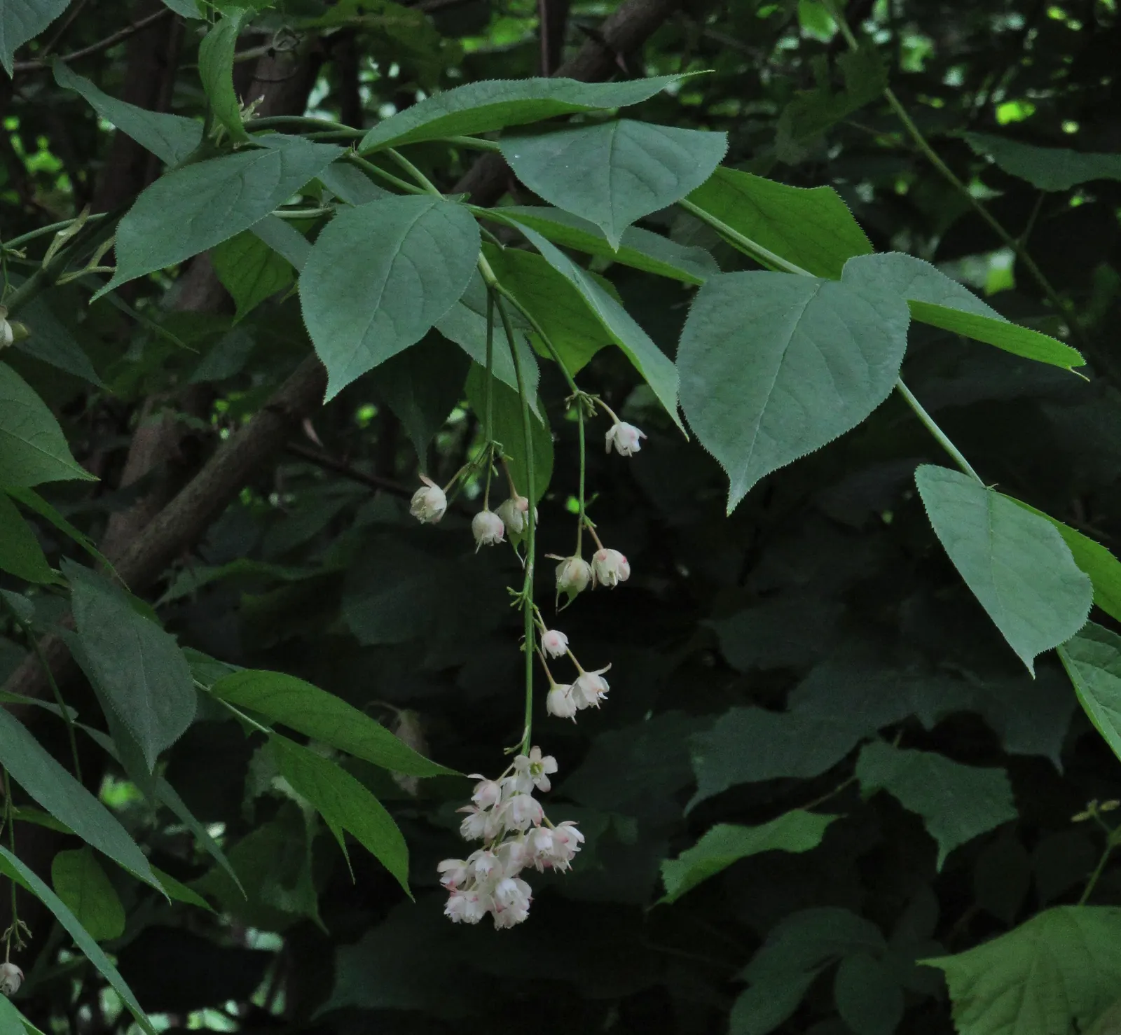 Bladdernut (Staphylea Trifolia) — multi-stemmed shrub native to the woodlands of Eastern North America; white flowers in the garden, image 127