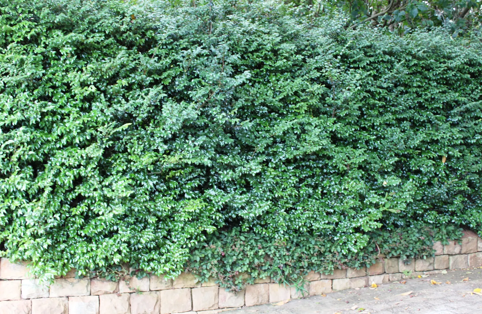 Bladdernut (Staphylea Trifolia) — <br><br>Hardy in USDA zones 4 through 8; though it thrives best in well-drained, image 67