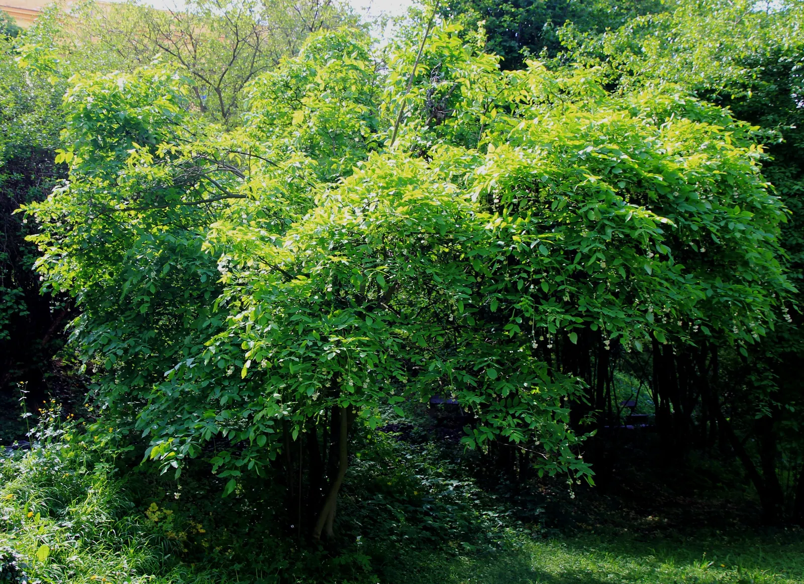 Bladdernut (Staphylea Trifolia) — This understory plant typically grows to a height of 10 to 15 feet with a similar spread; it‚Äôs low-maintenance, image 104