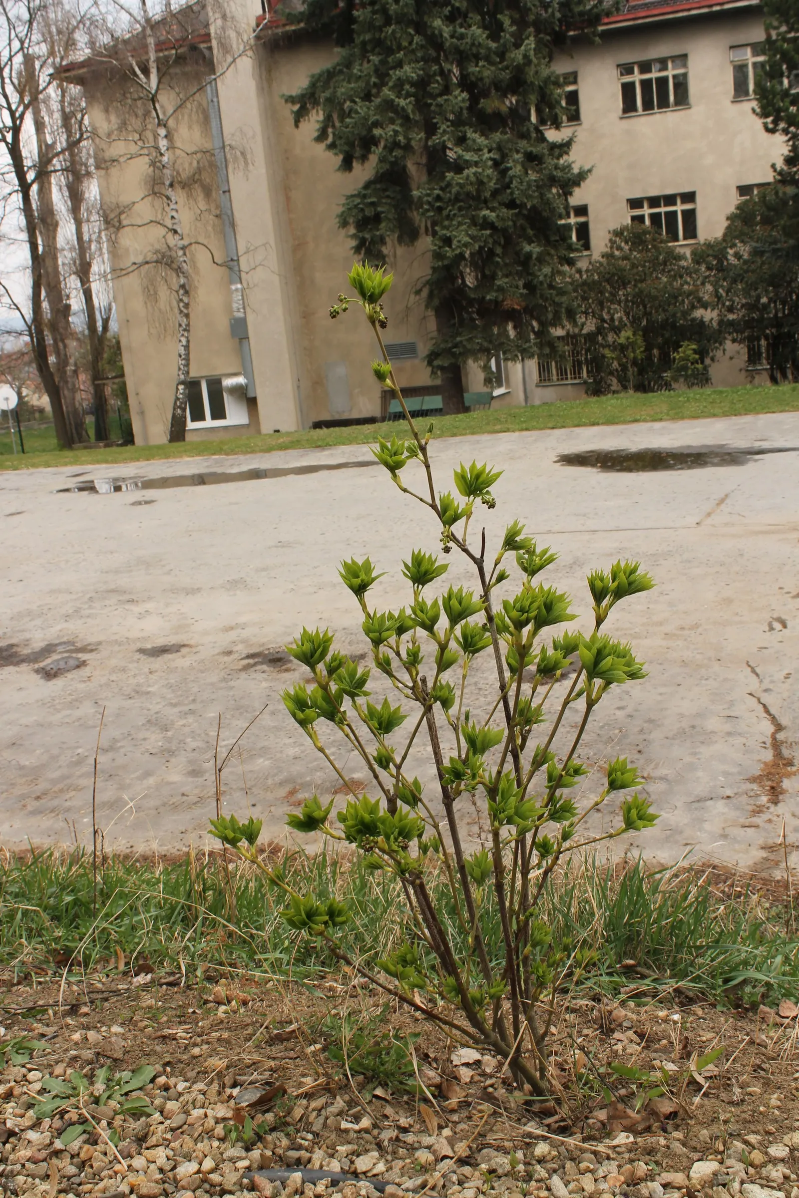 Bladdernut (Staphylea Trifolia) — though it thrives best in well-drained; <br><br>Hardy in USDA zones 4 through 8, image 58
