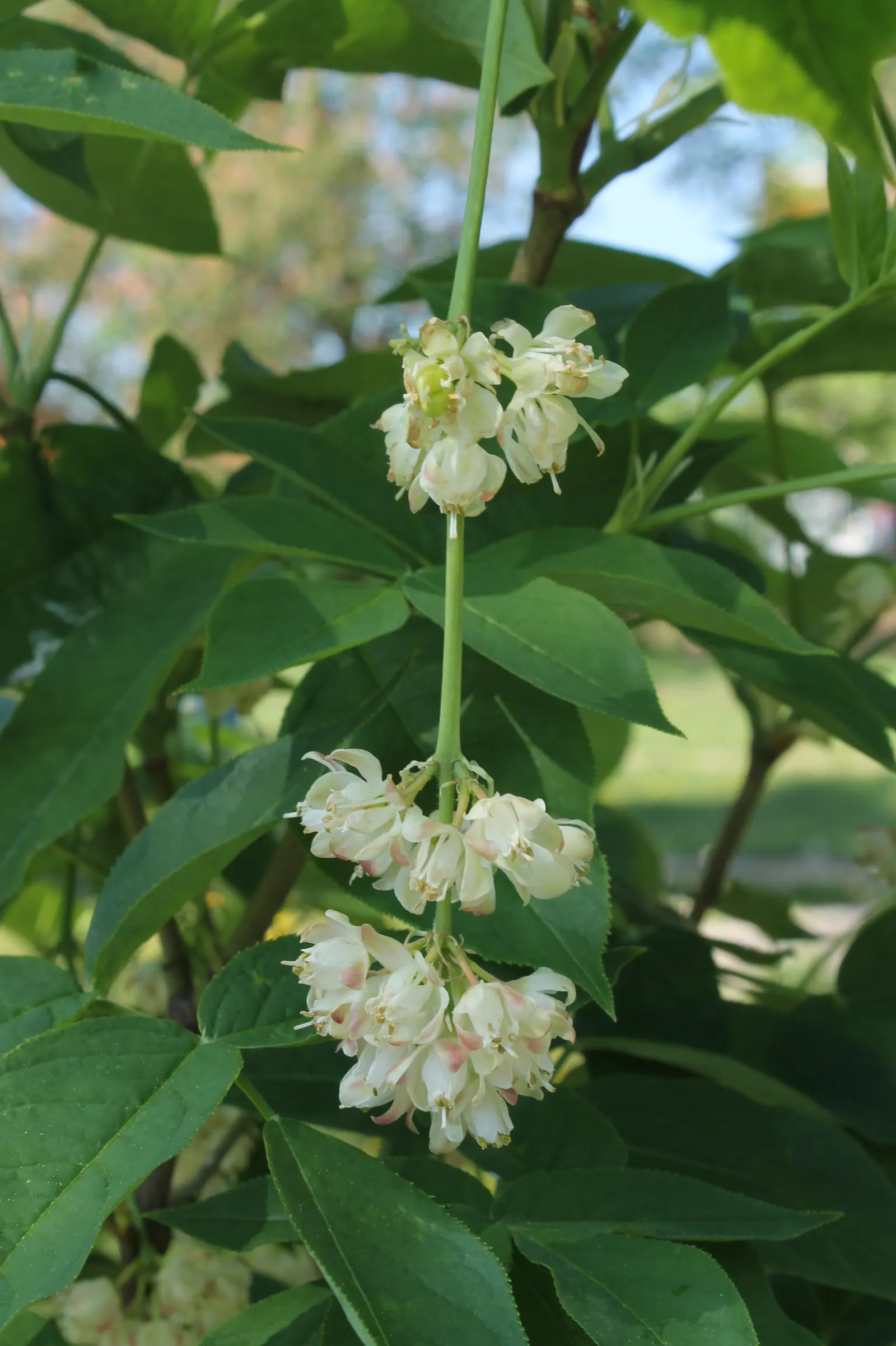 Bladdernut (Staphylea Trifolia) — making it an excellent choice for filling in mid-level layers in a landscape design; each leaflet is ovate to elliptic and